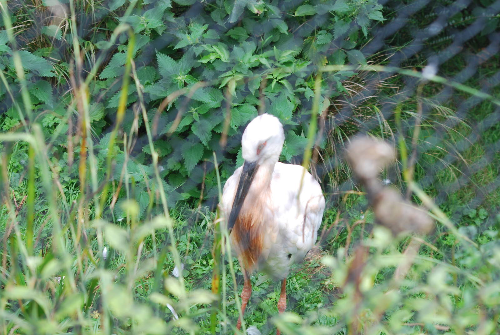 Oriental white stork
