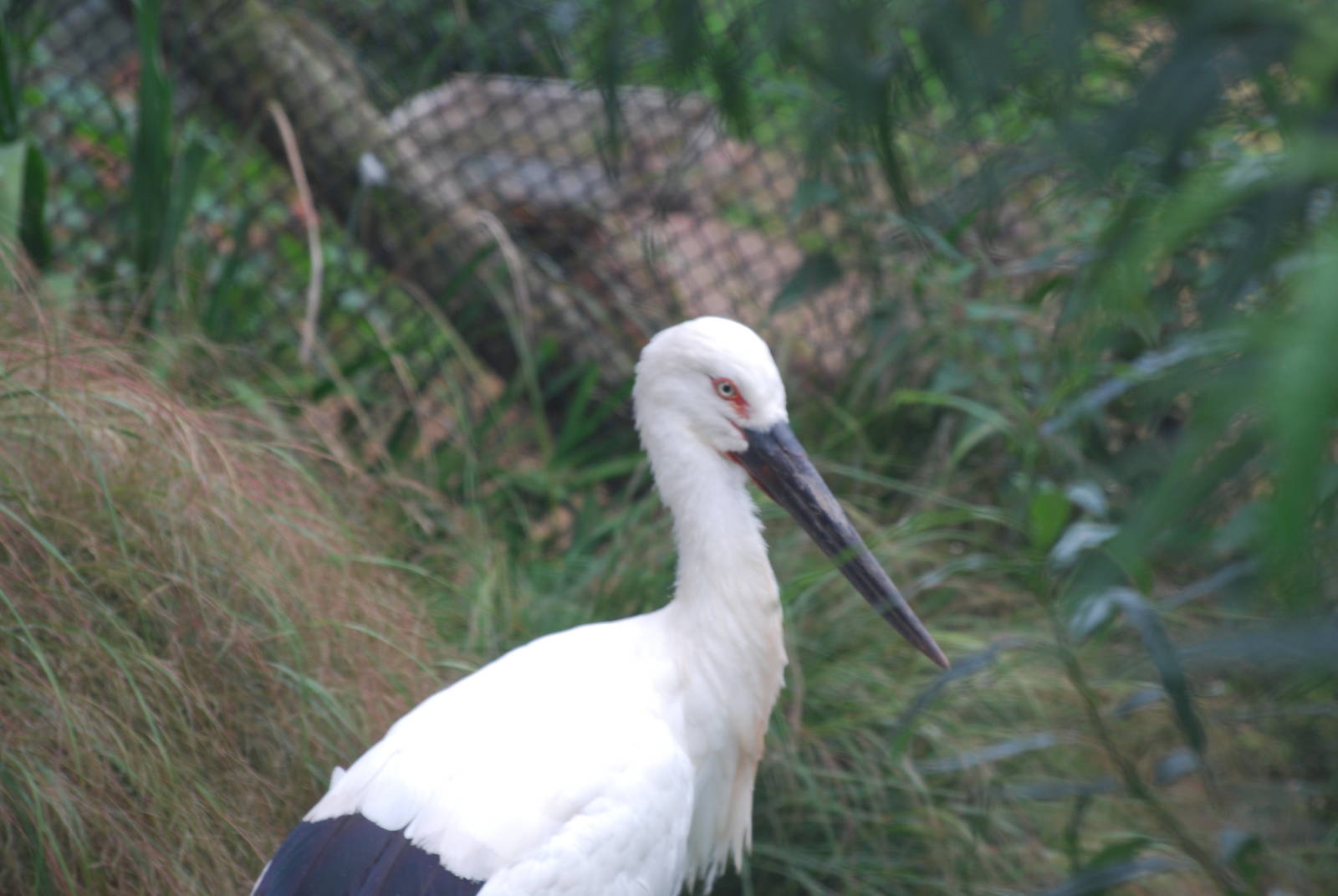Oriental white stork