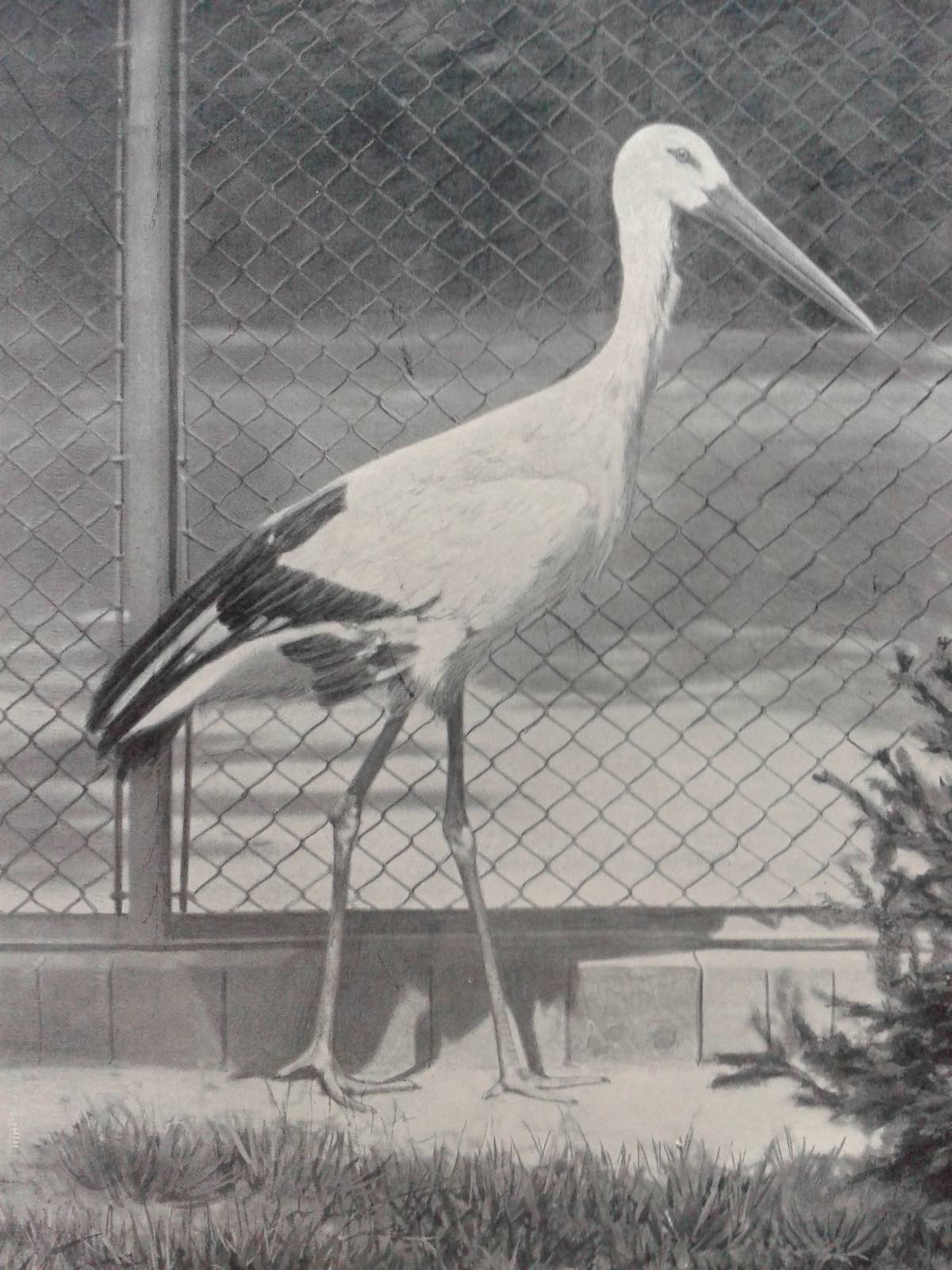 oriental white stork