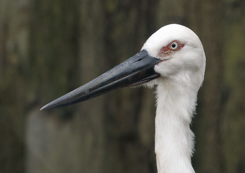 Oriental white stork