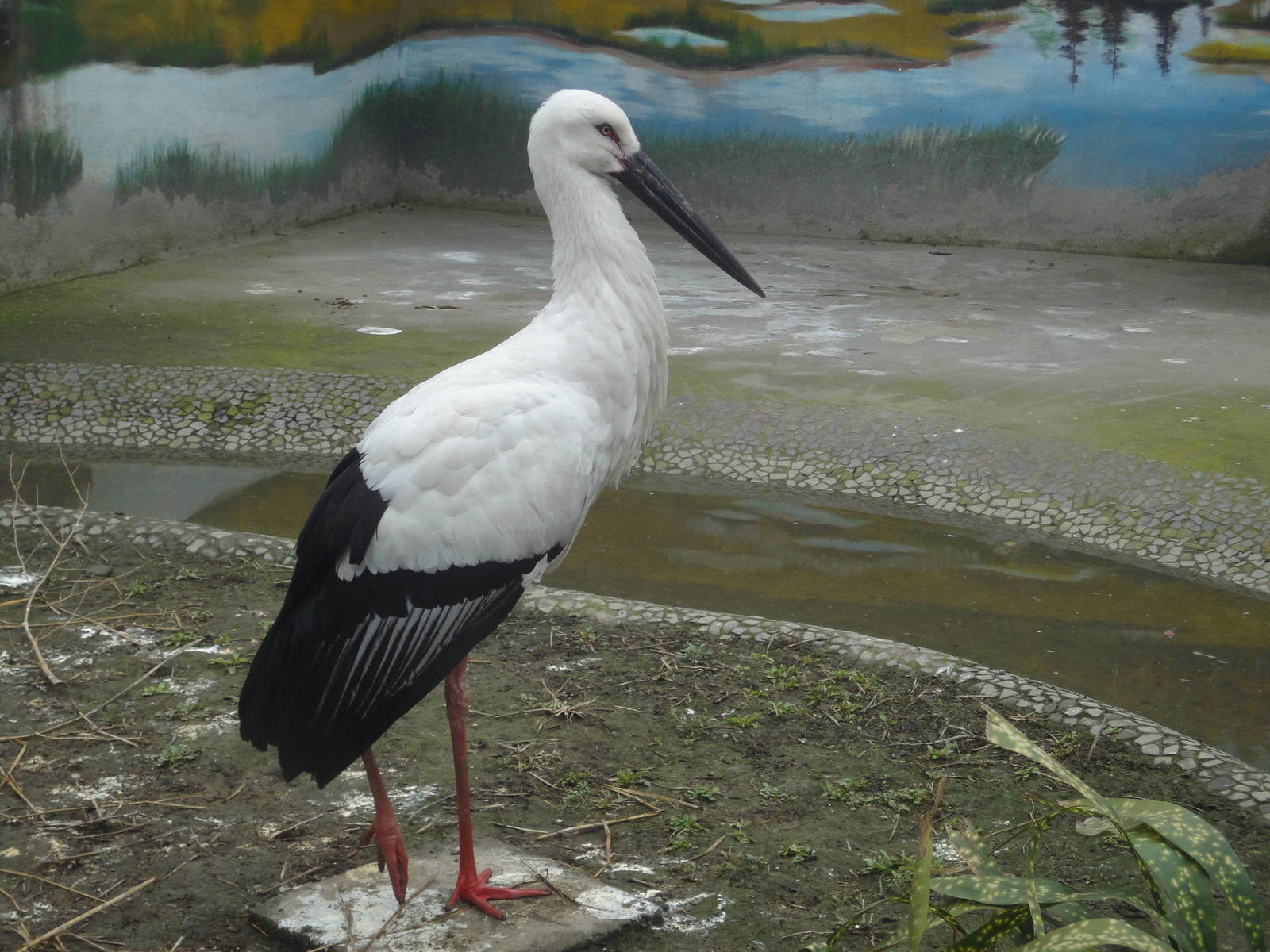 Oriental White Stork