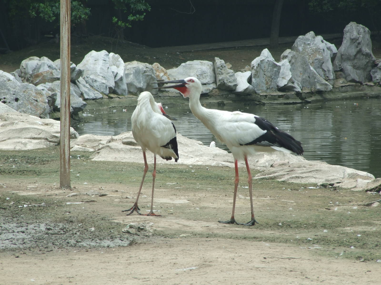 Oriental White Stork