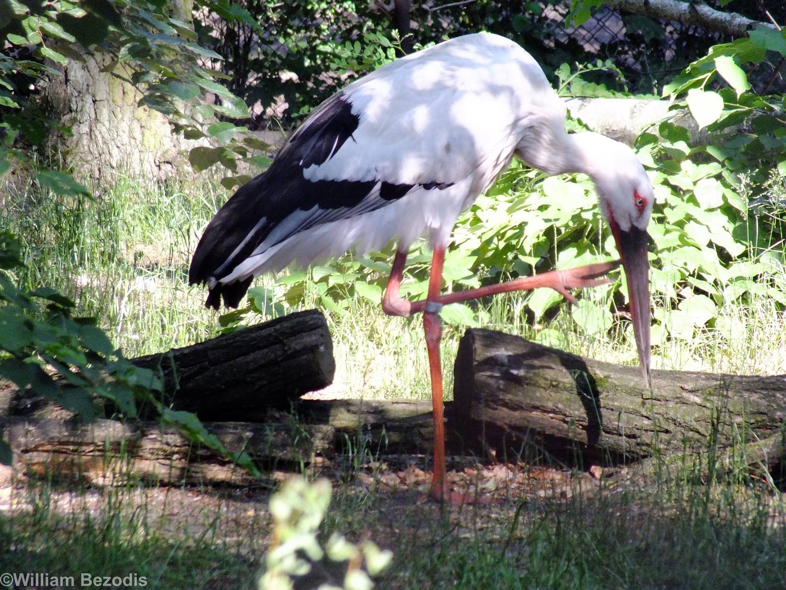 Oriental White Stork