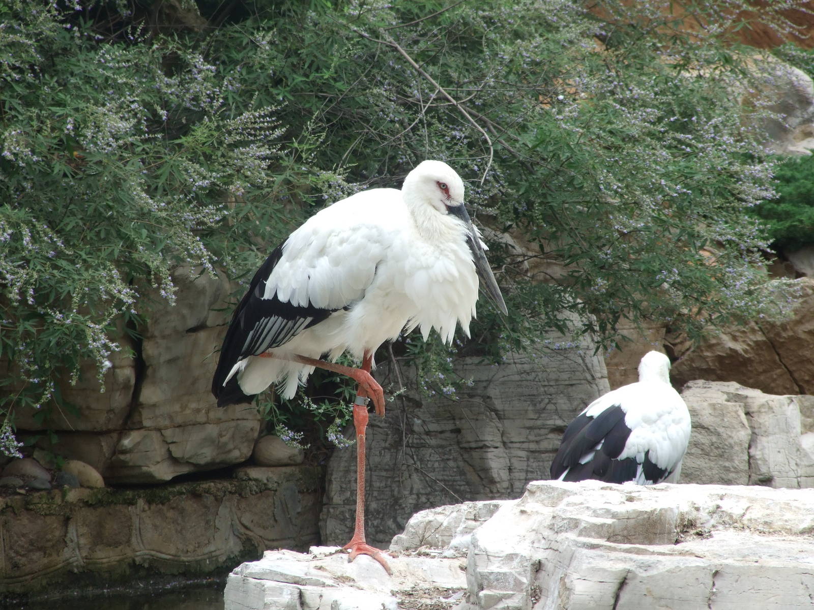oriental white stork