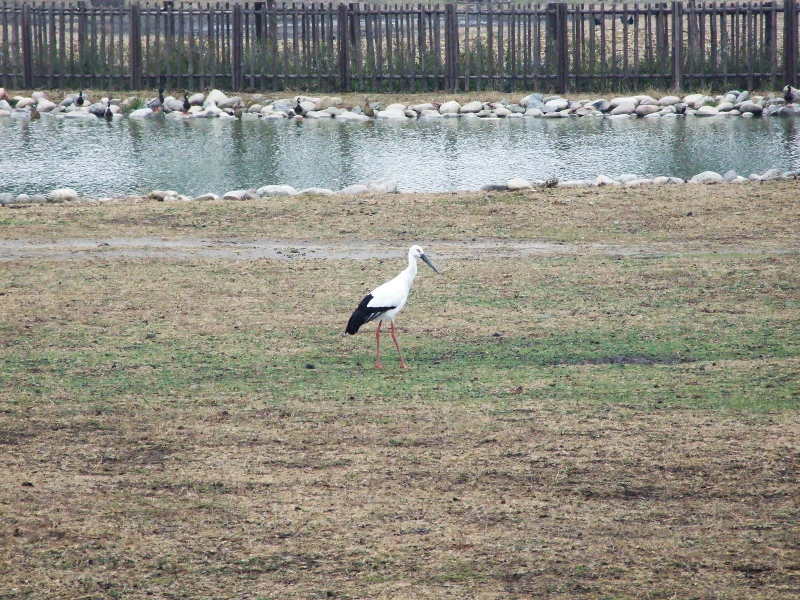 Oriental White Stork