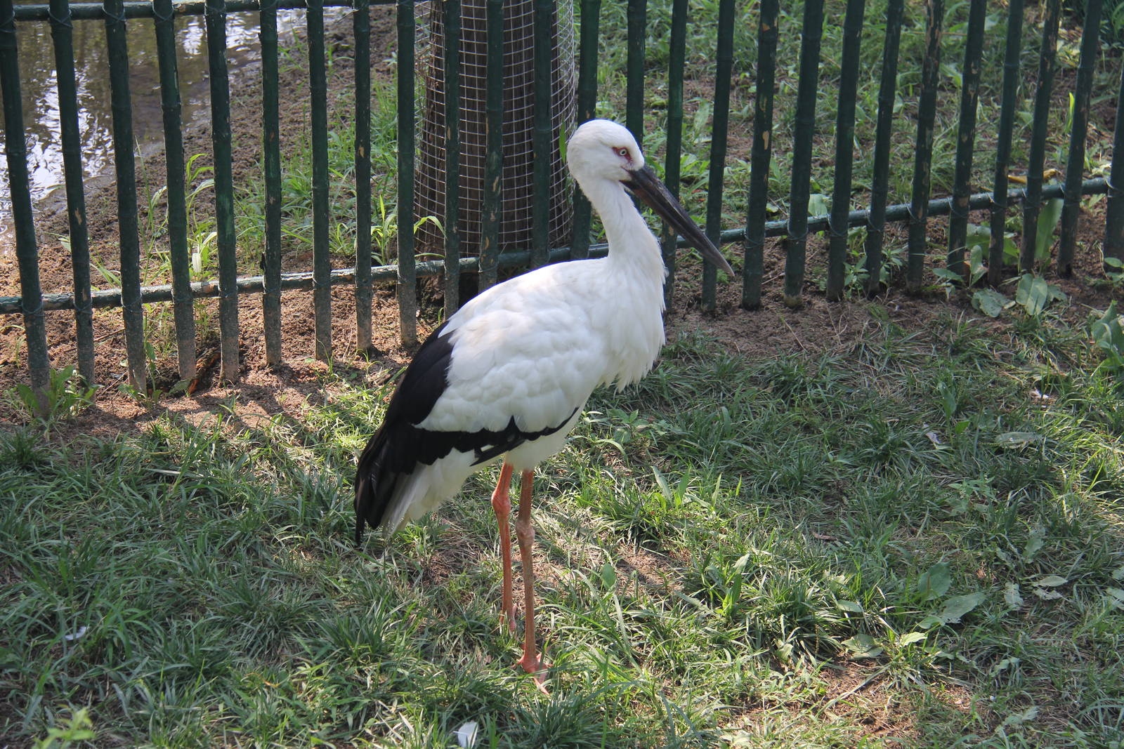 Oriental white stork