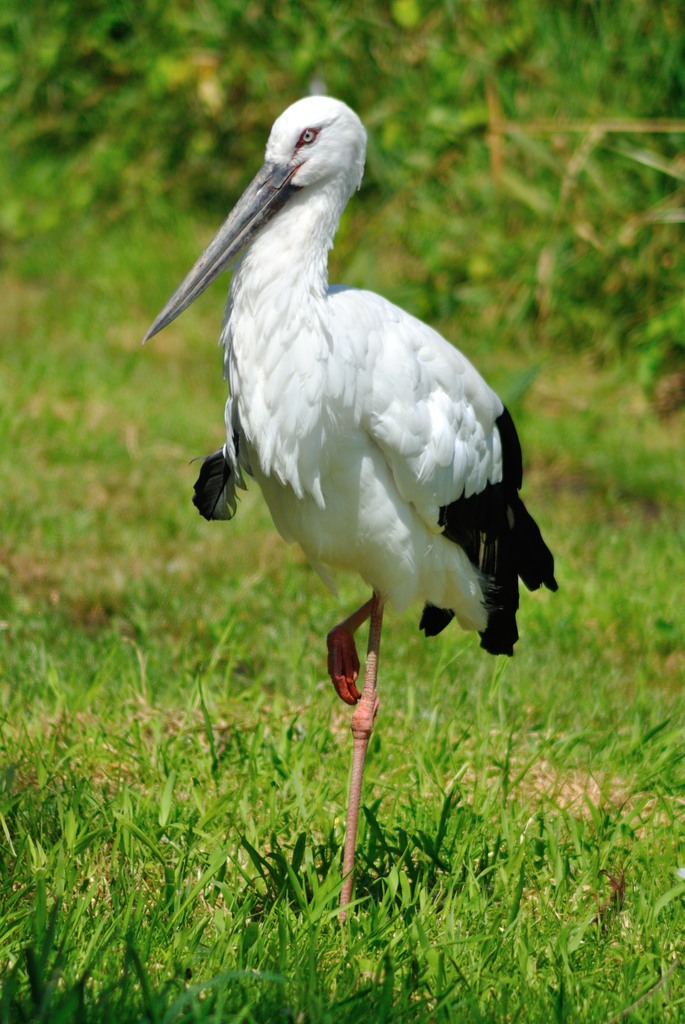 Oriental white stork
