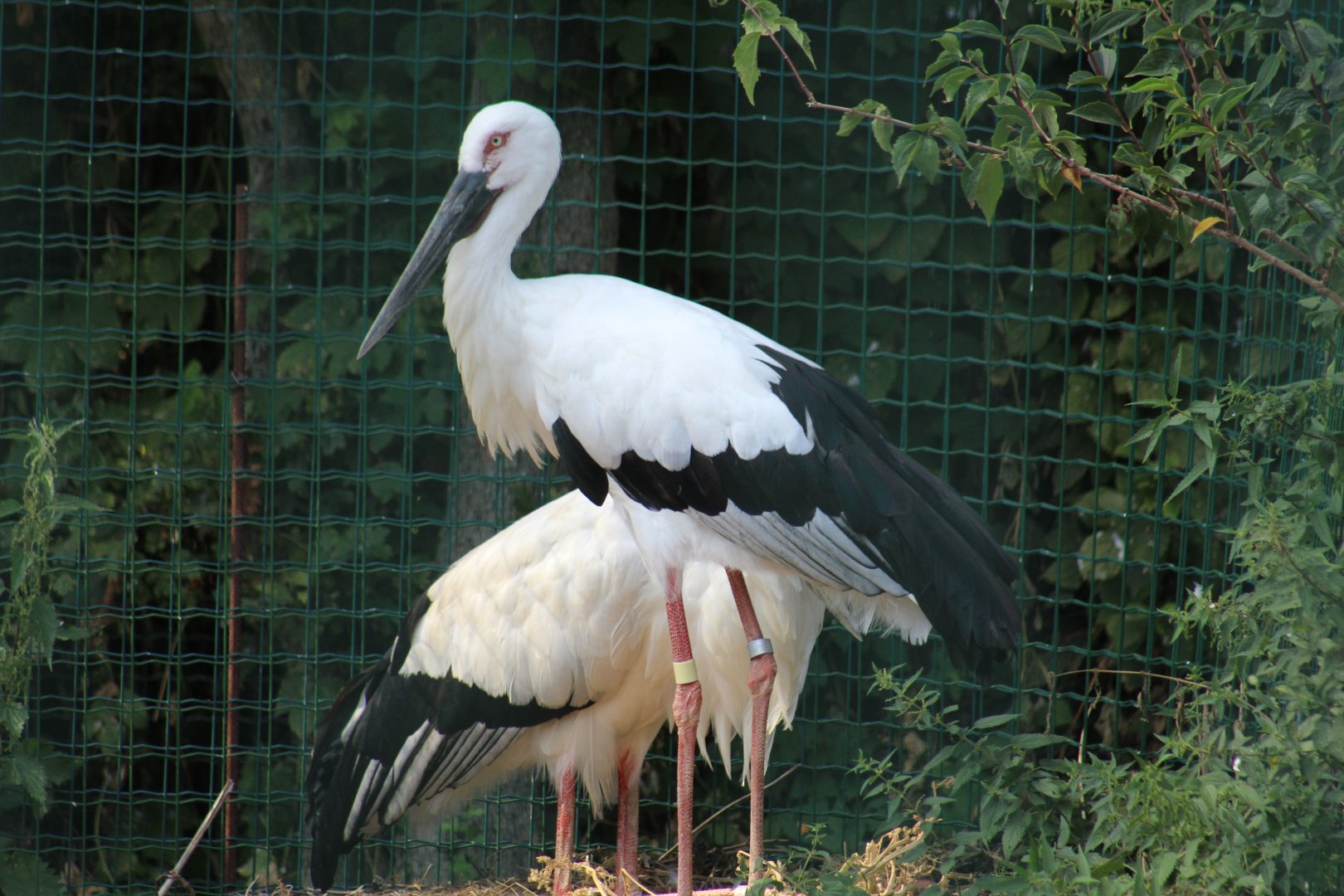 Oriental White Stork