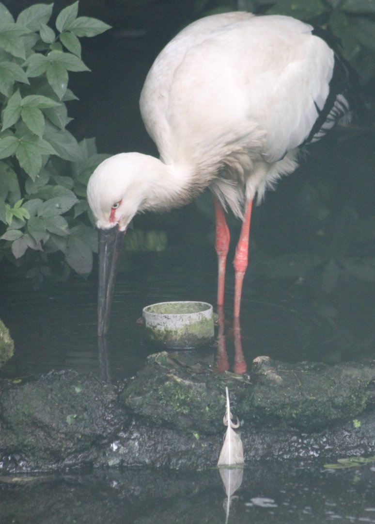 Oriental white stork