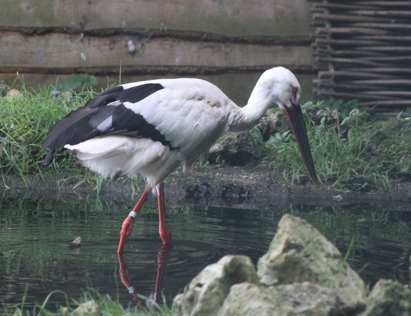 Oriental white stork