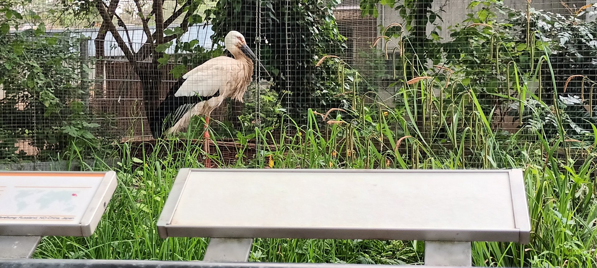 Oriental white Stork