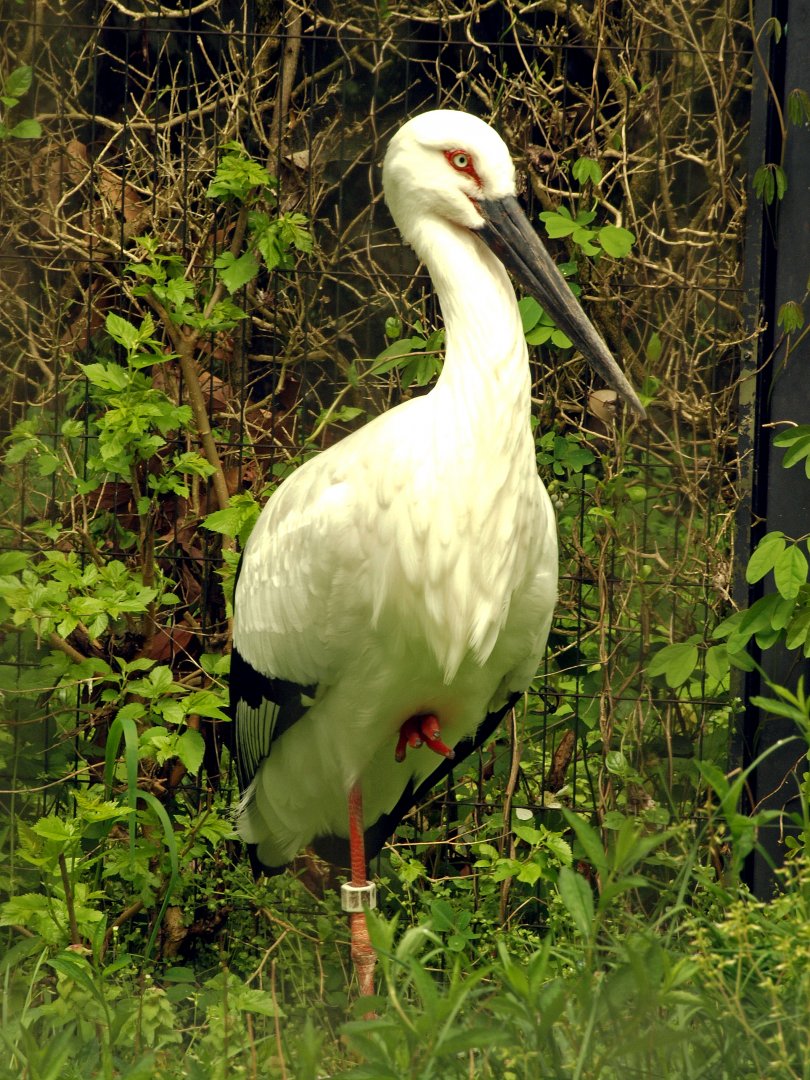 Oriental white stork