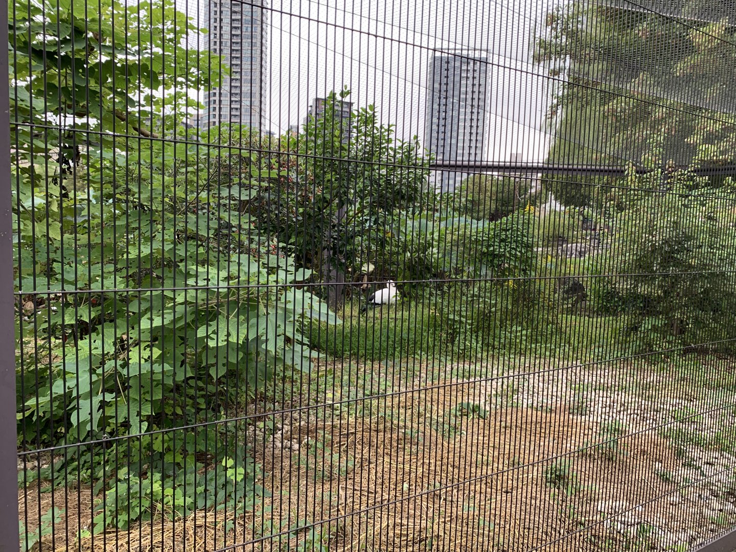 Oriental White Stork