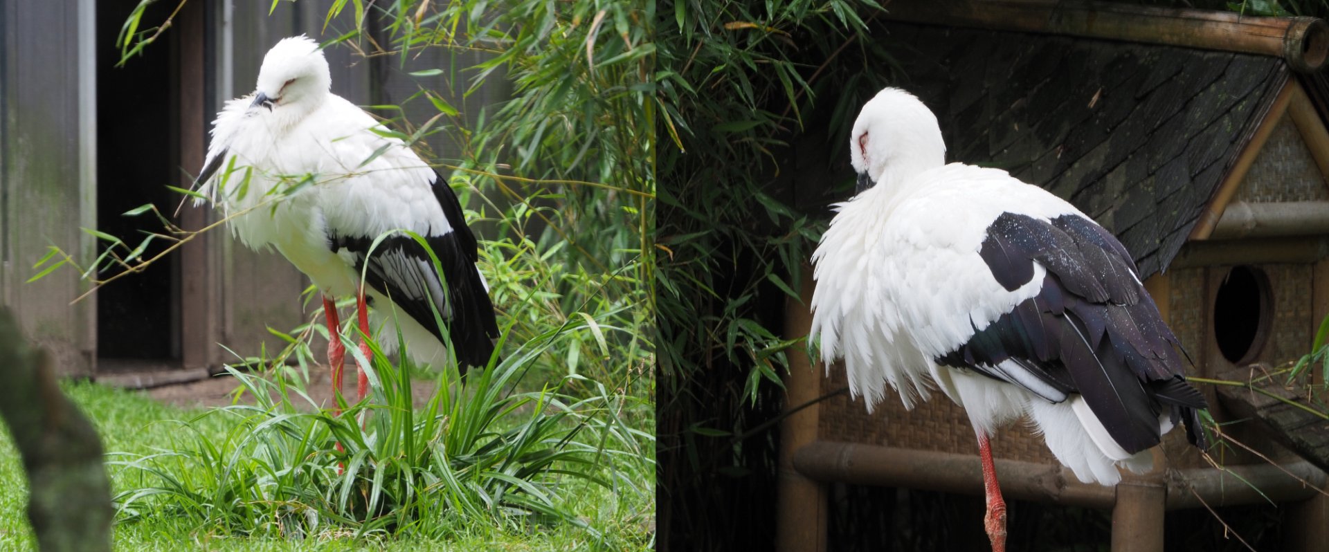 Oriental white storks (Ciconia boyciana), 2020-07-14