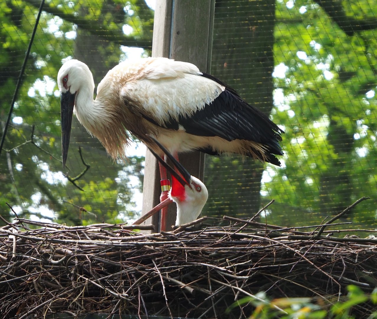 Oriental white storks (Ciconia boyciana), 2023-05-13