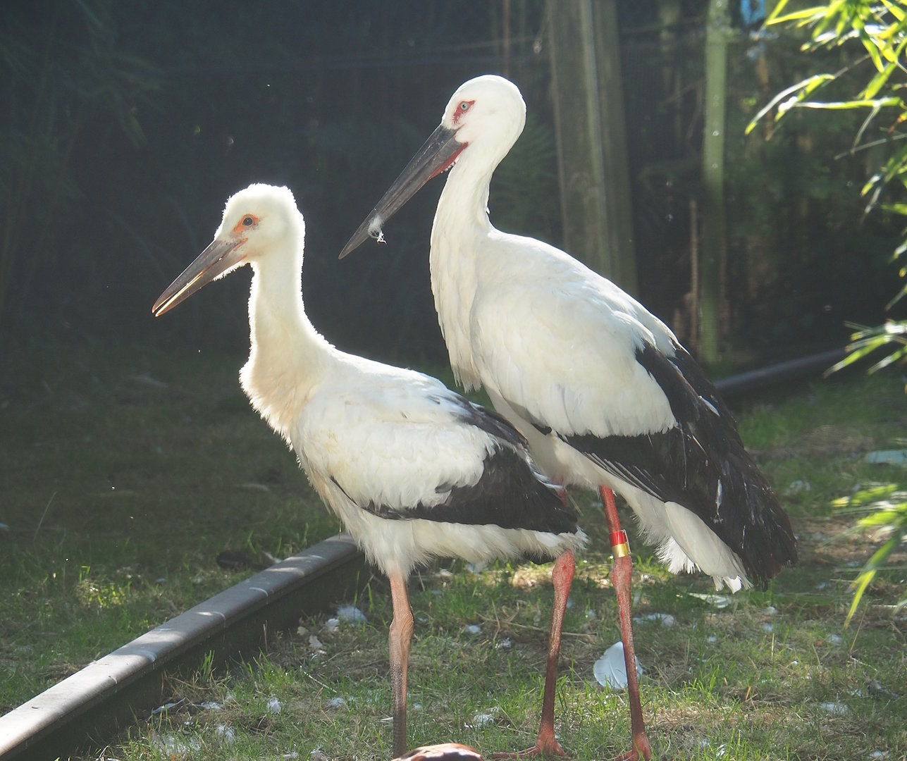 Oriental white storks (Ciconia boyciana) - Adult and juvenile, 2023-07-19
