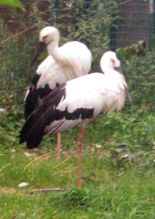 Oriental White Storks (Ciconia boyciana)