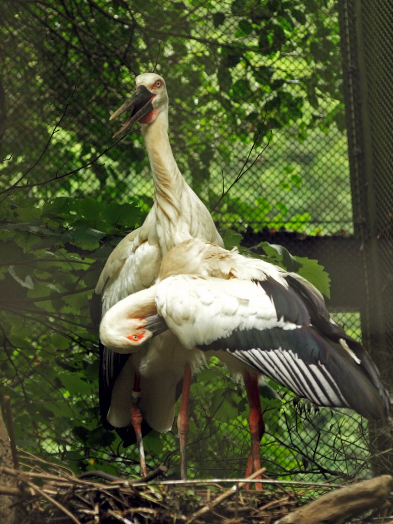 Oriental white storks