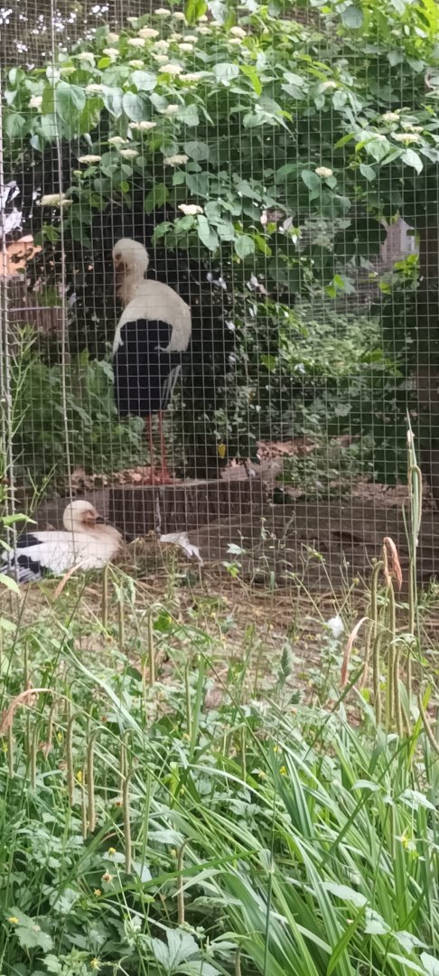 Oriental white Storks