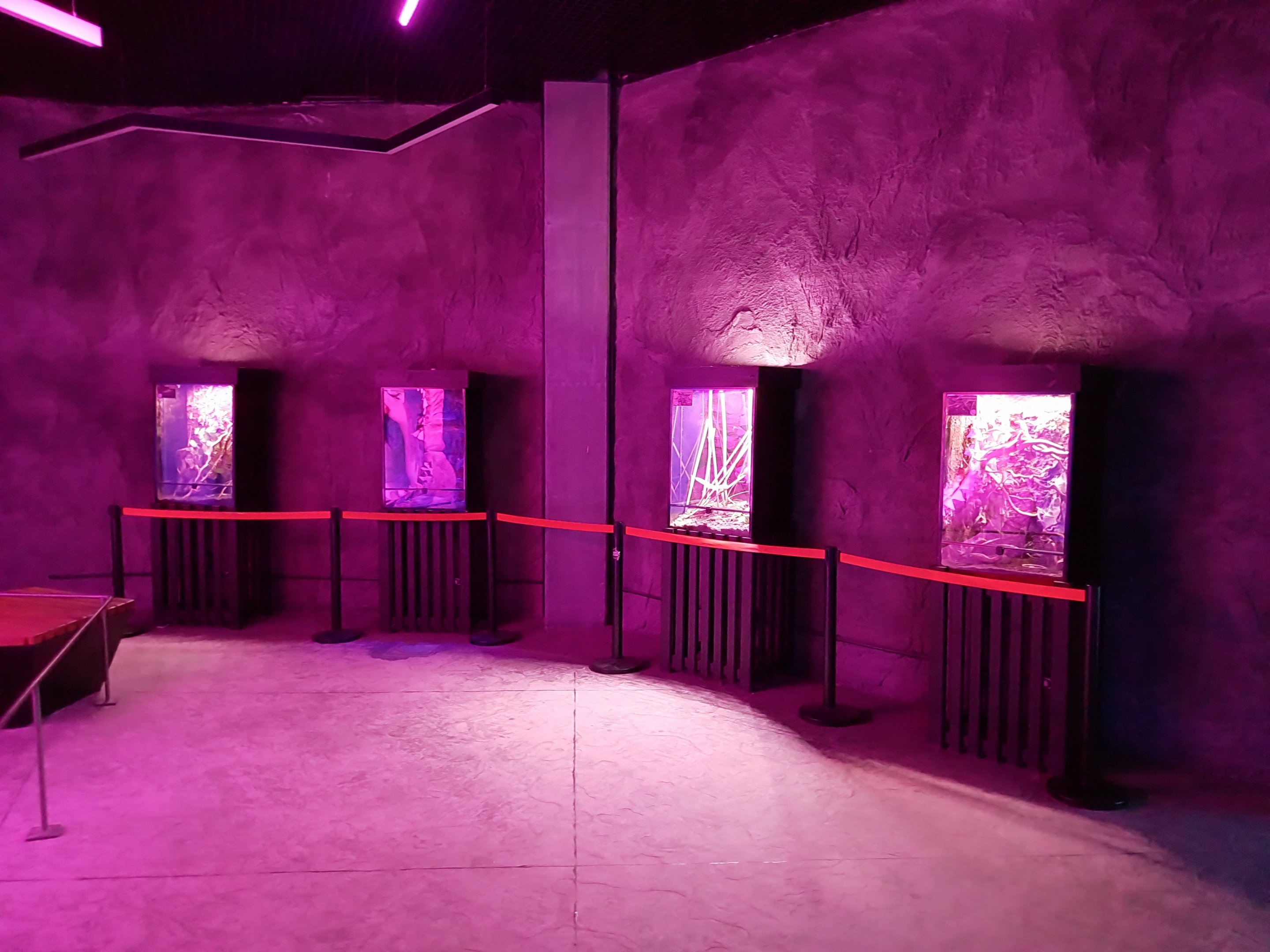 Orientarium - Aquarium - First room - Bird spiders and Stick insects