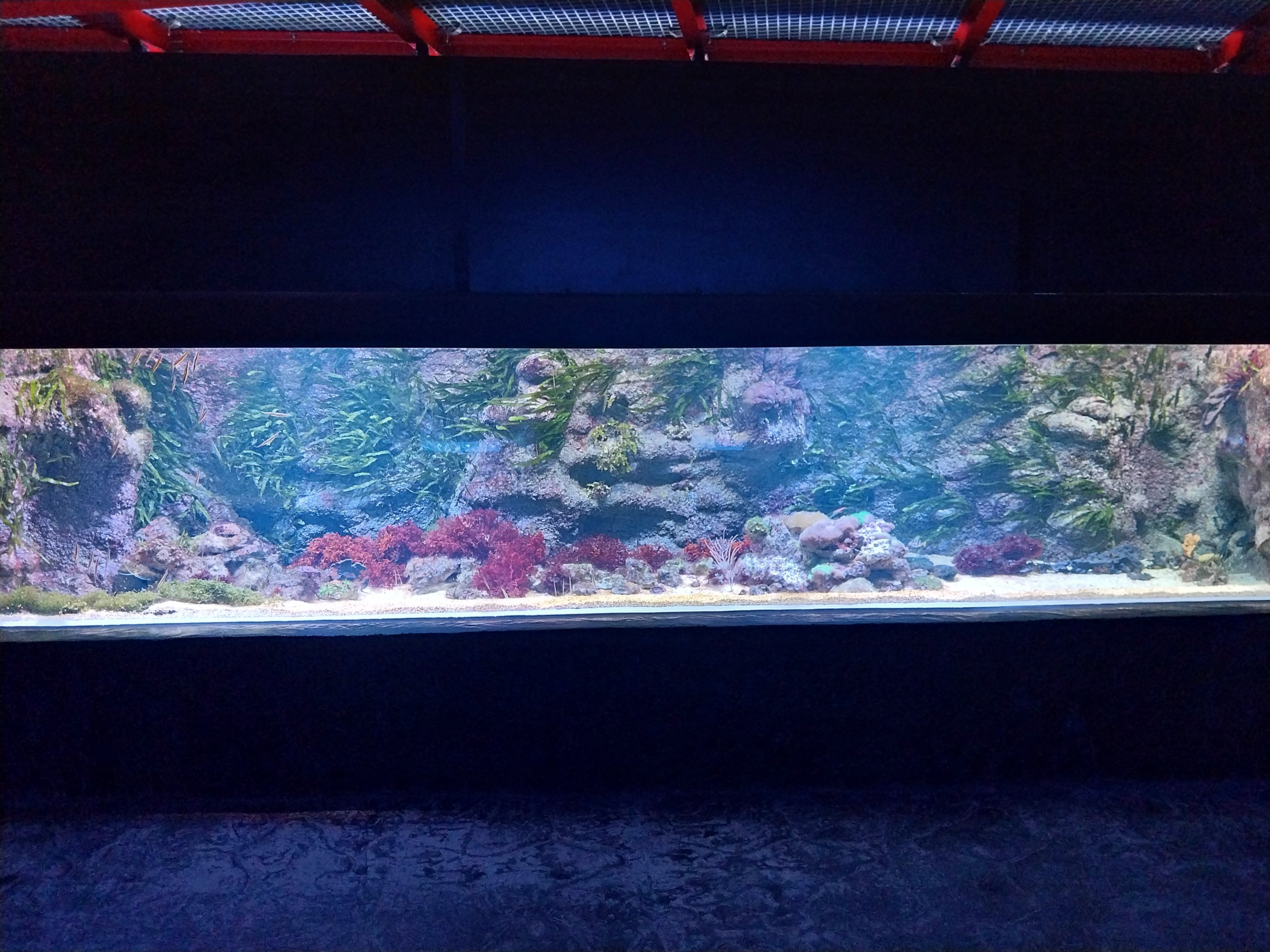 Orientarium - Aquarium - Main room - Pencilfish