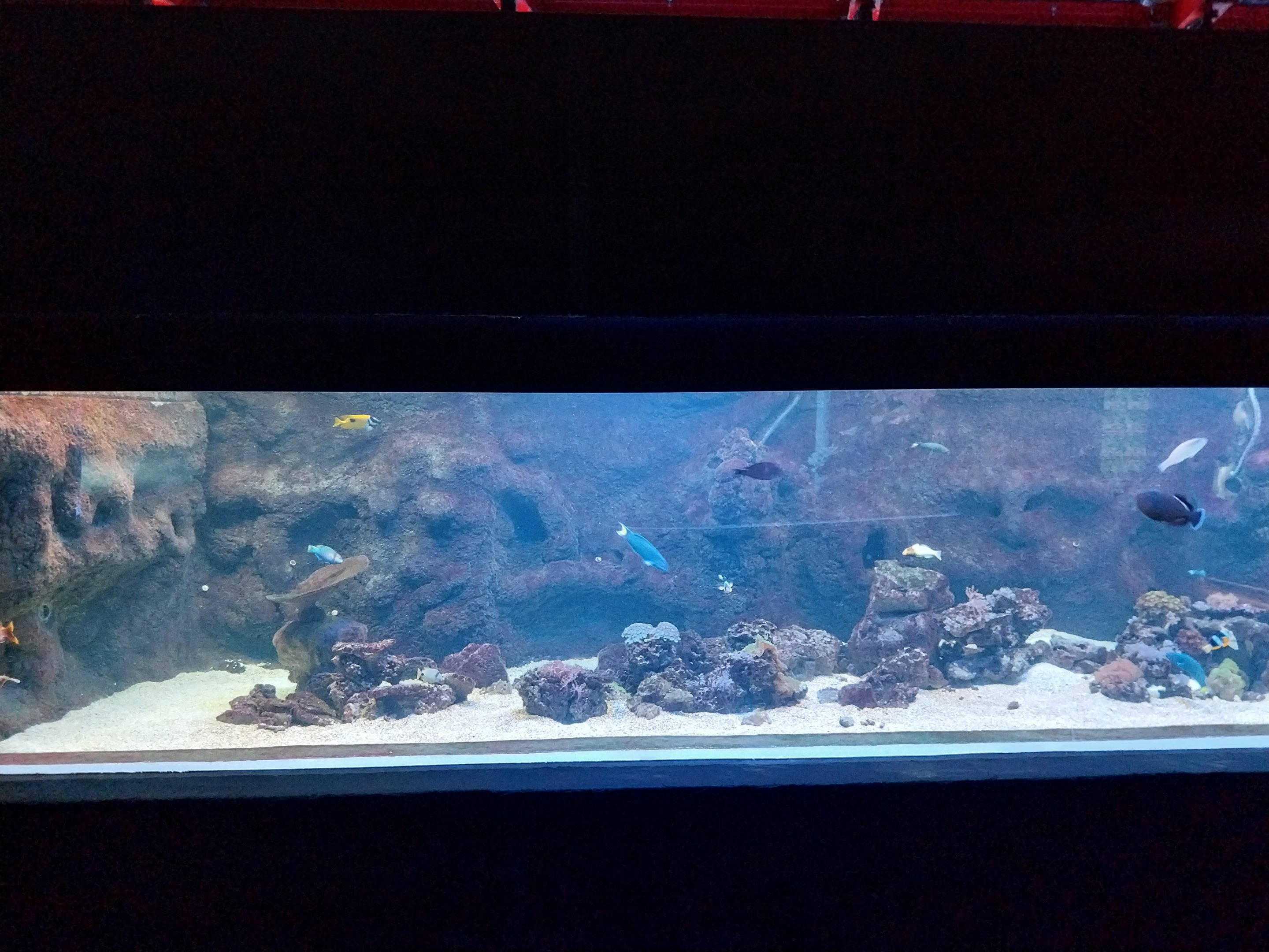 Orientarium - Aquarium - Main room