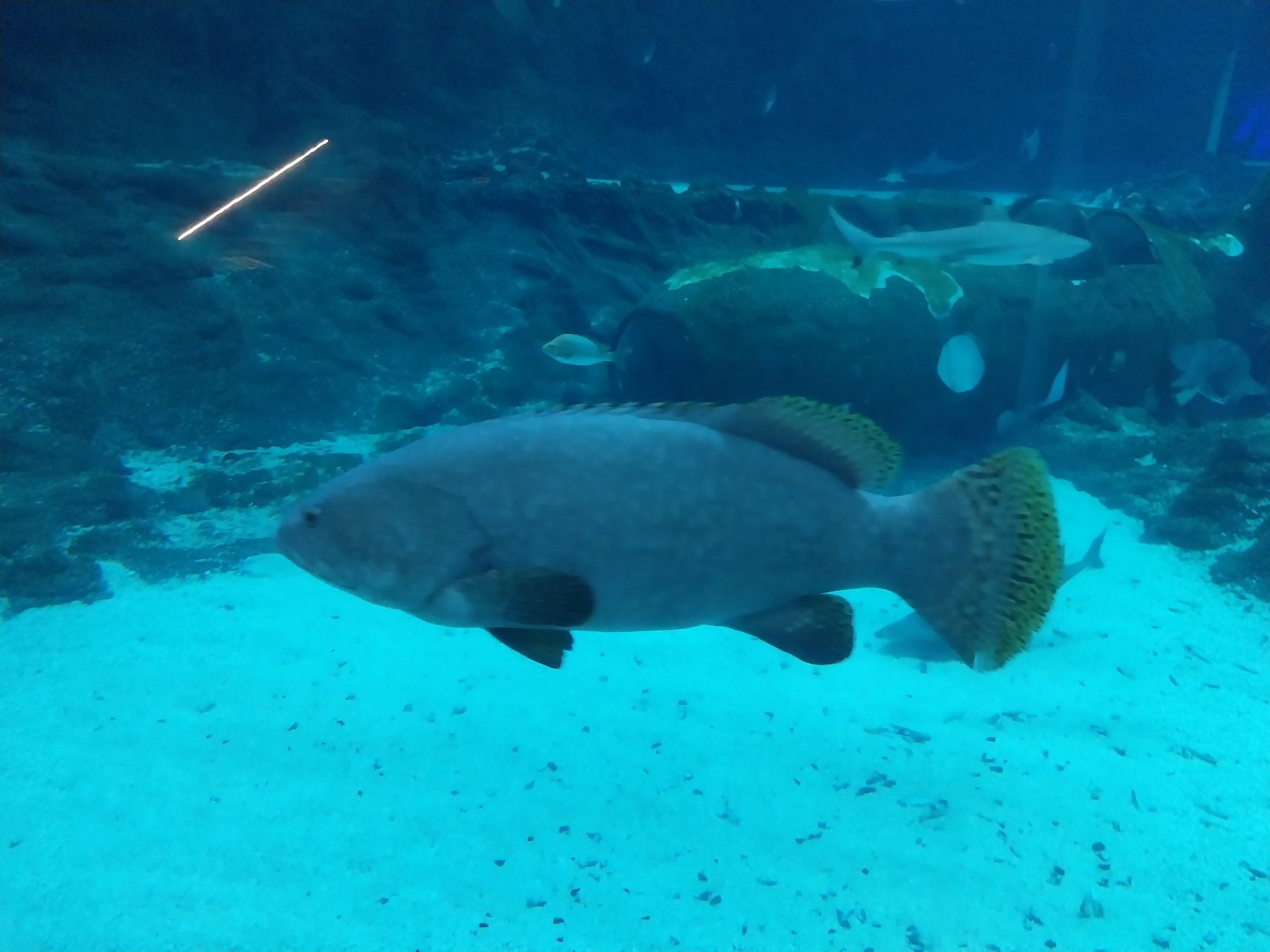 Orientarium - Aquarium - Main tank - Giant Grouper (Epinephelus lanceolatus)