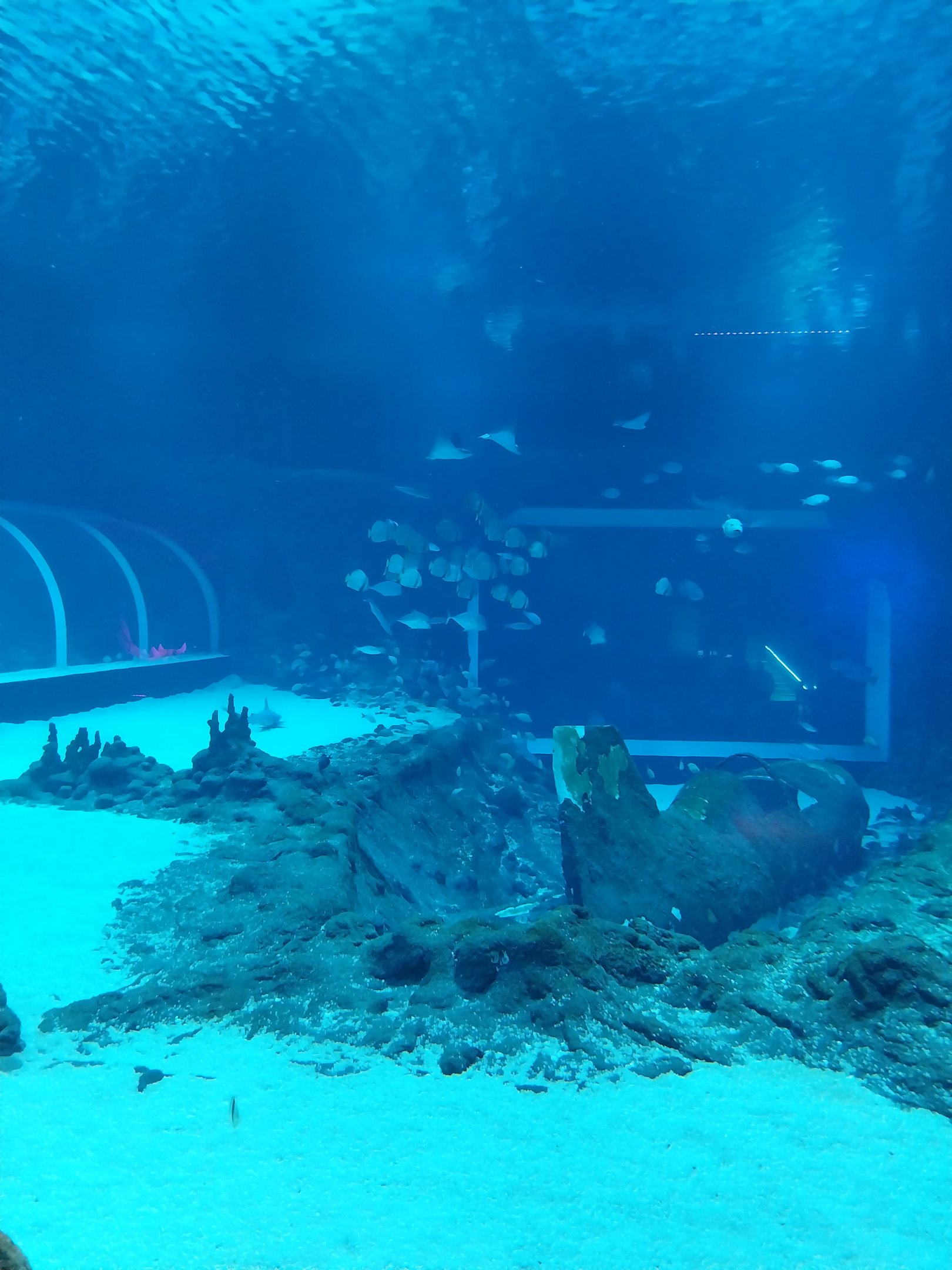 Orientarium - Aquarium - Main tank