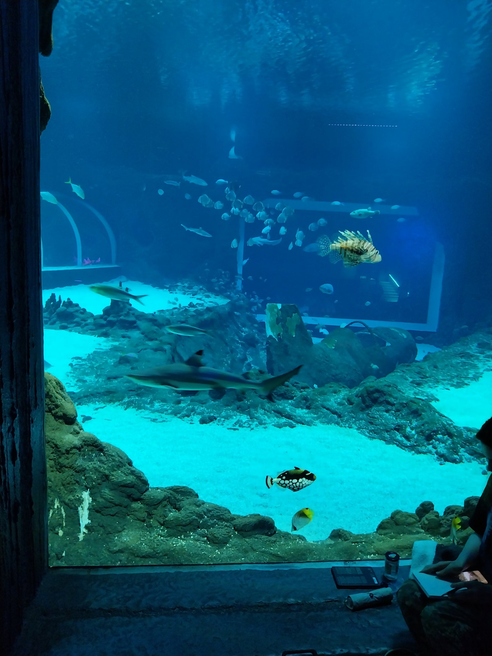 Orientarium - Aquarium - Main tank