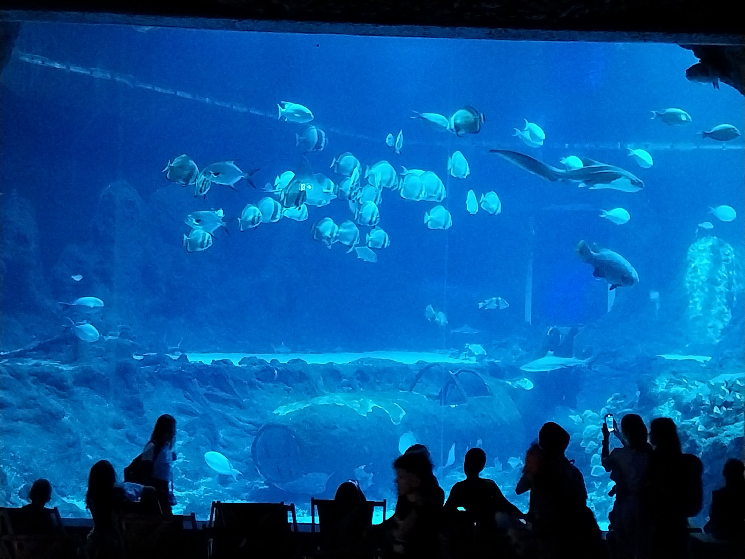 Orientarium - Aquarium - Main tank