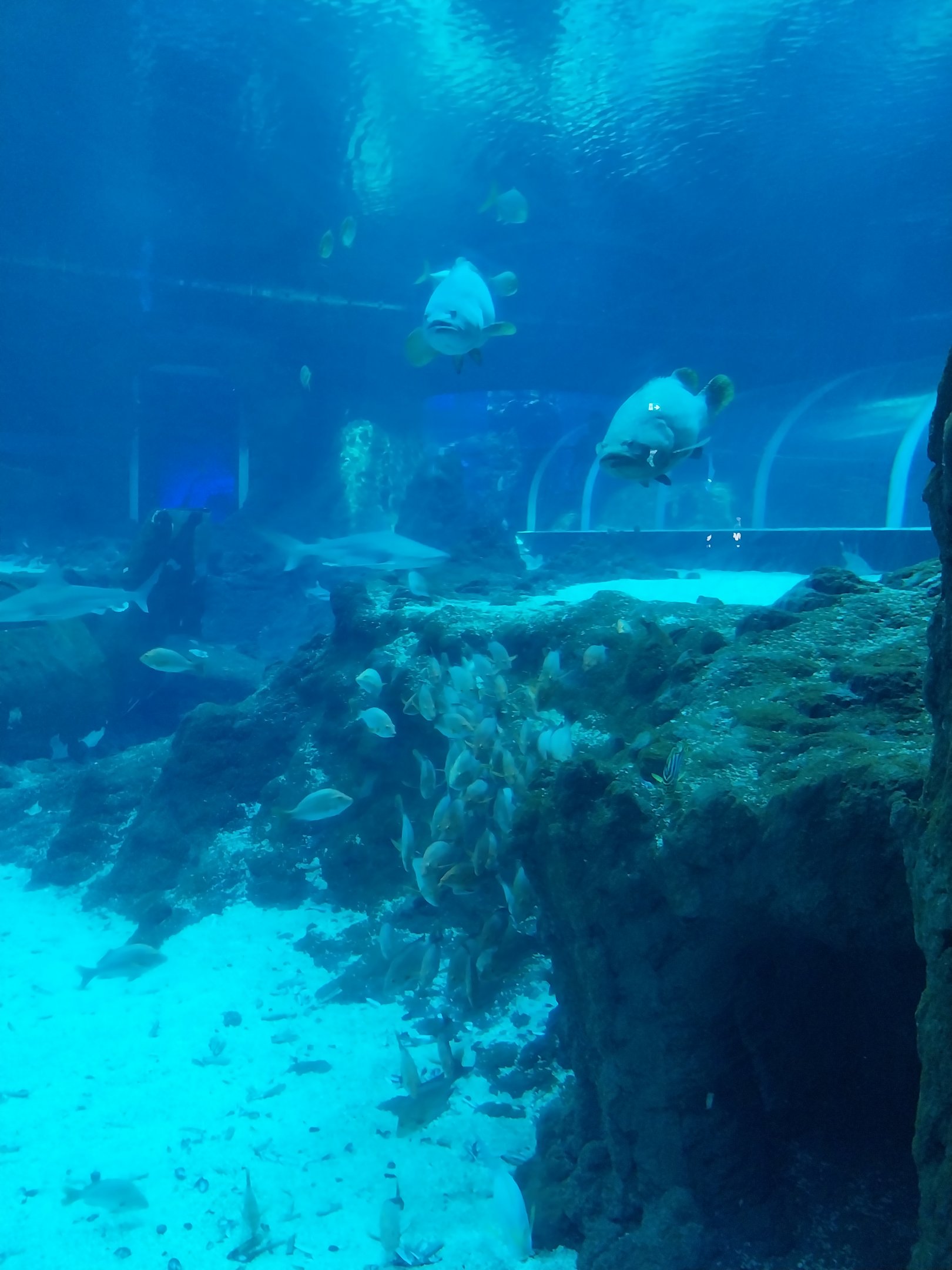 Orientarium - Aquarium - Main tank