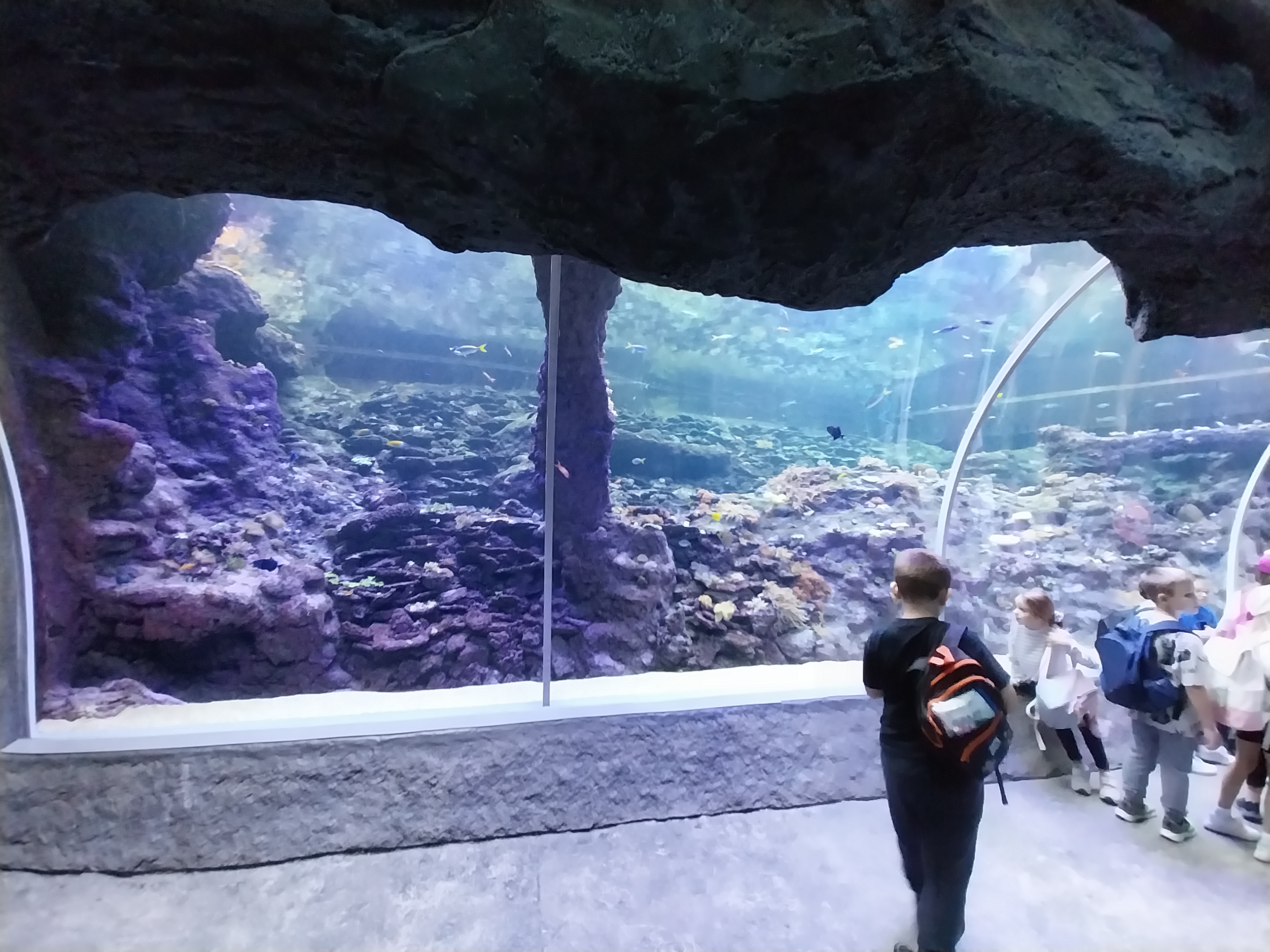 Orientarium - Aquarium - Walk-through tunnel - Reef wall tank