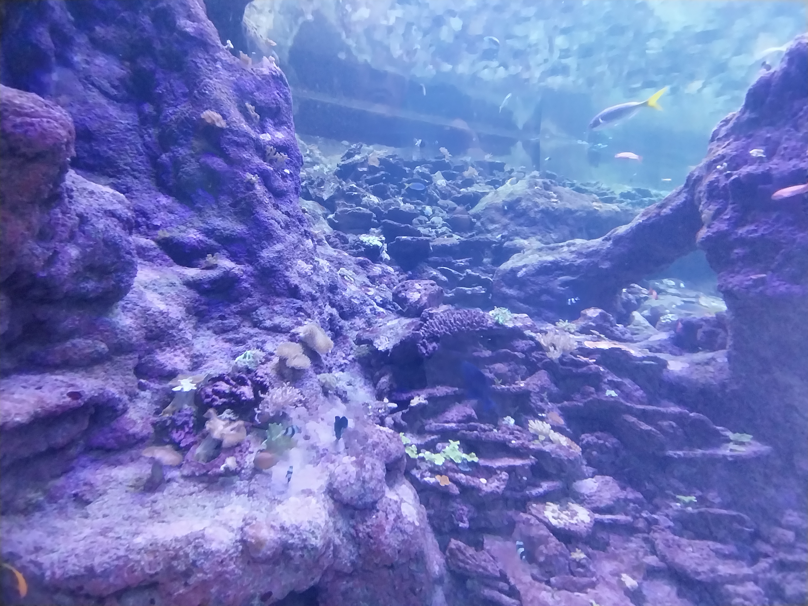 Orientarium - Aquarium - Walk-through tunnel - Reef wall tank