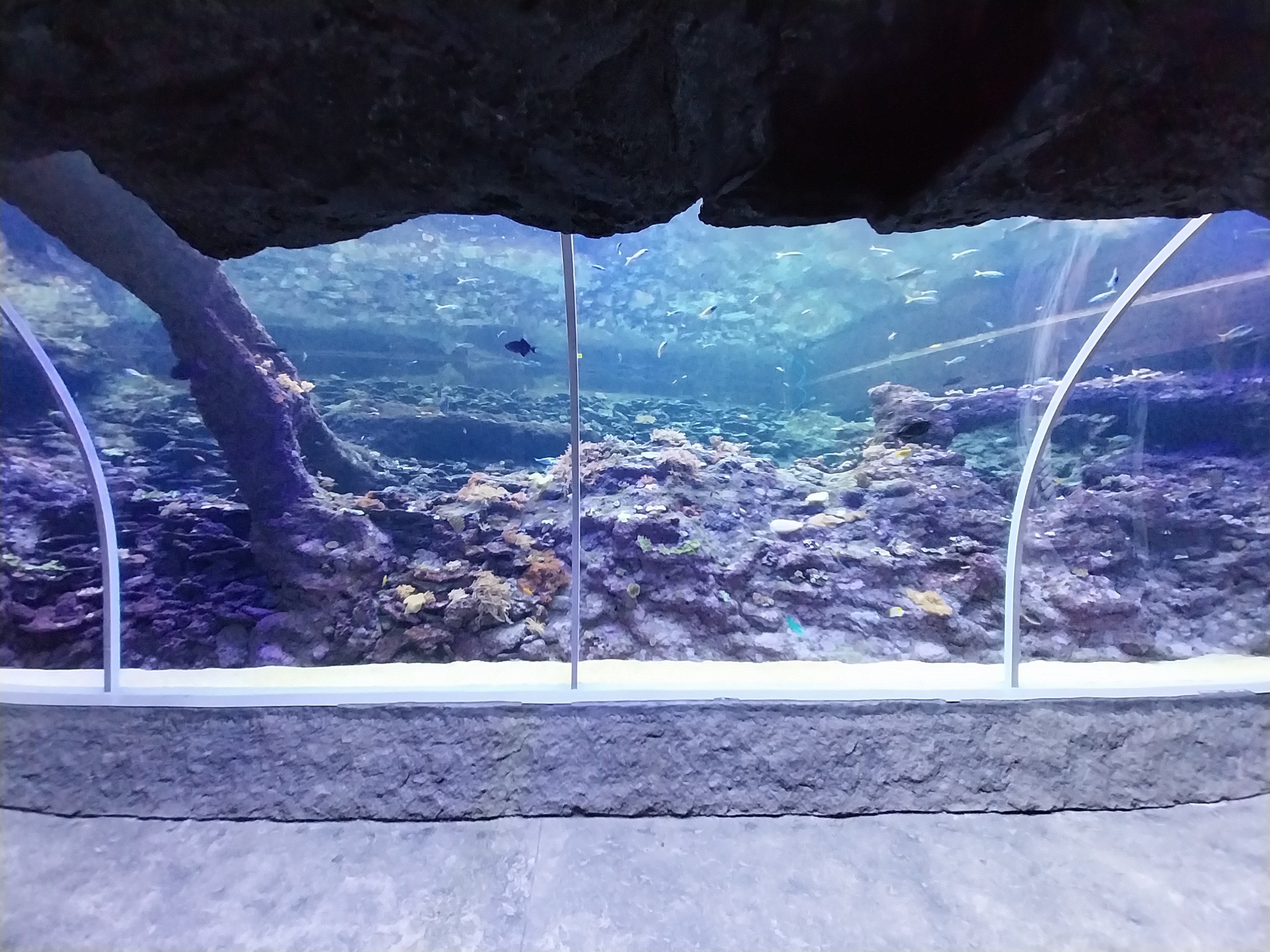 Orientarium - Aquarium - Walk-through tunnel - Reef wall tank