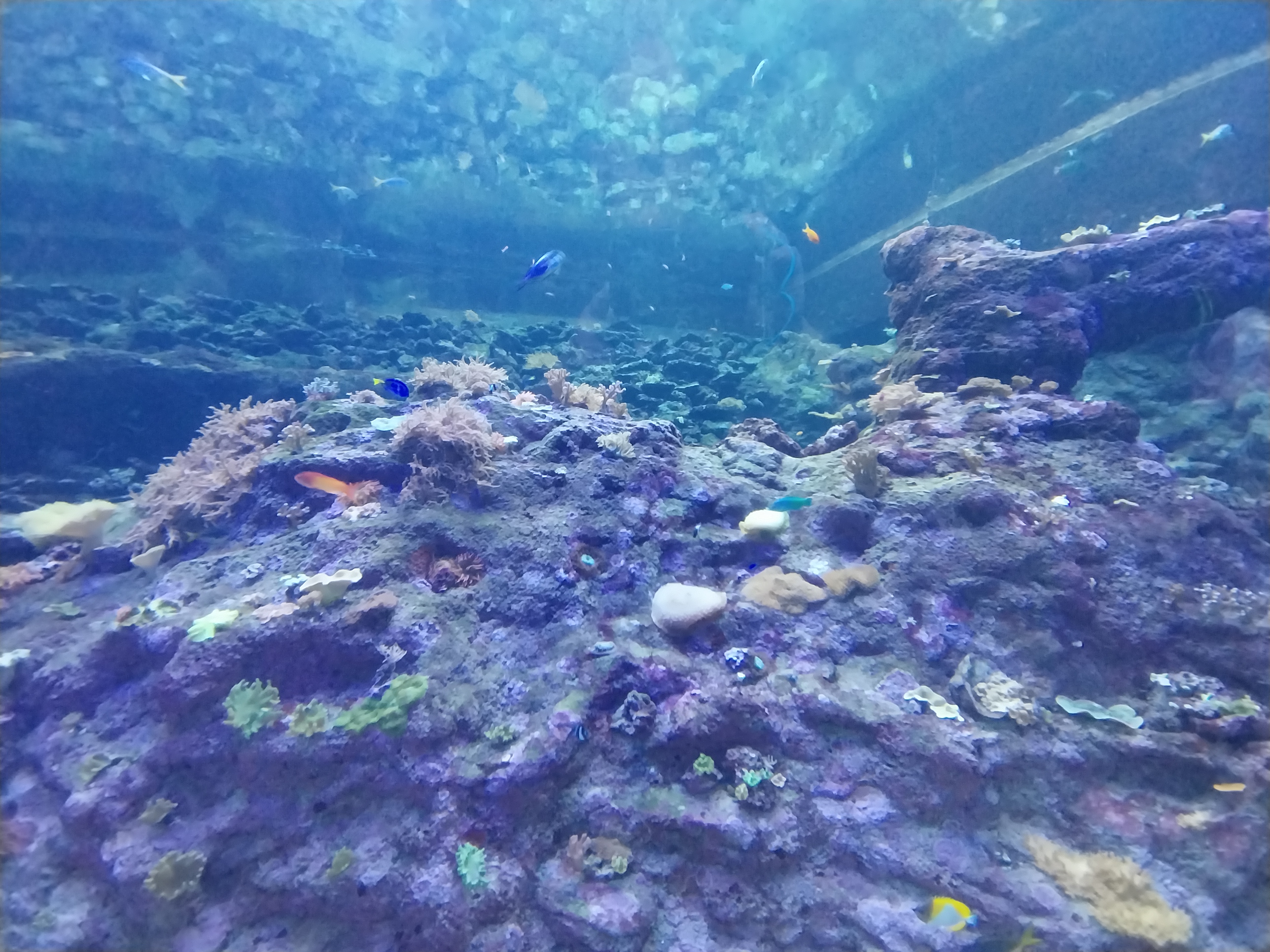 Orientarium - Aquarium - Walk-through tunnel - Reef wall tank