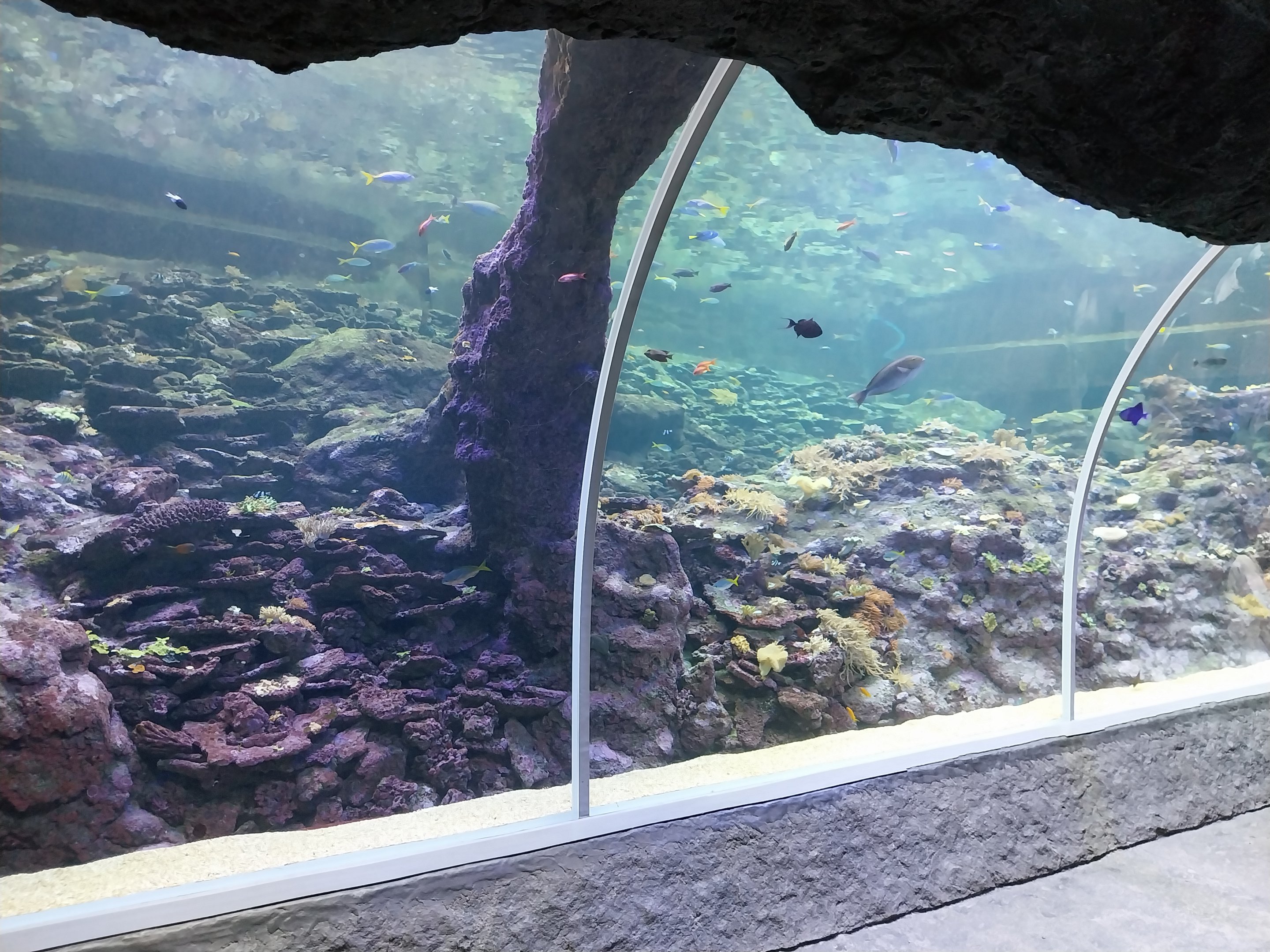 Orientarium - Aquarium - Walk-through tunnel - Reef wall tank