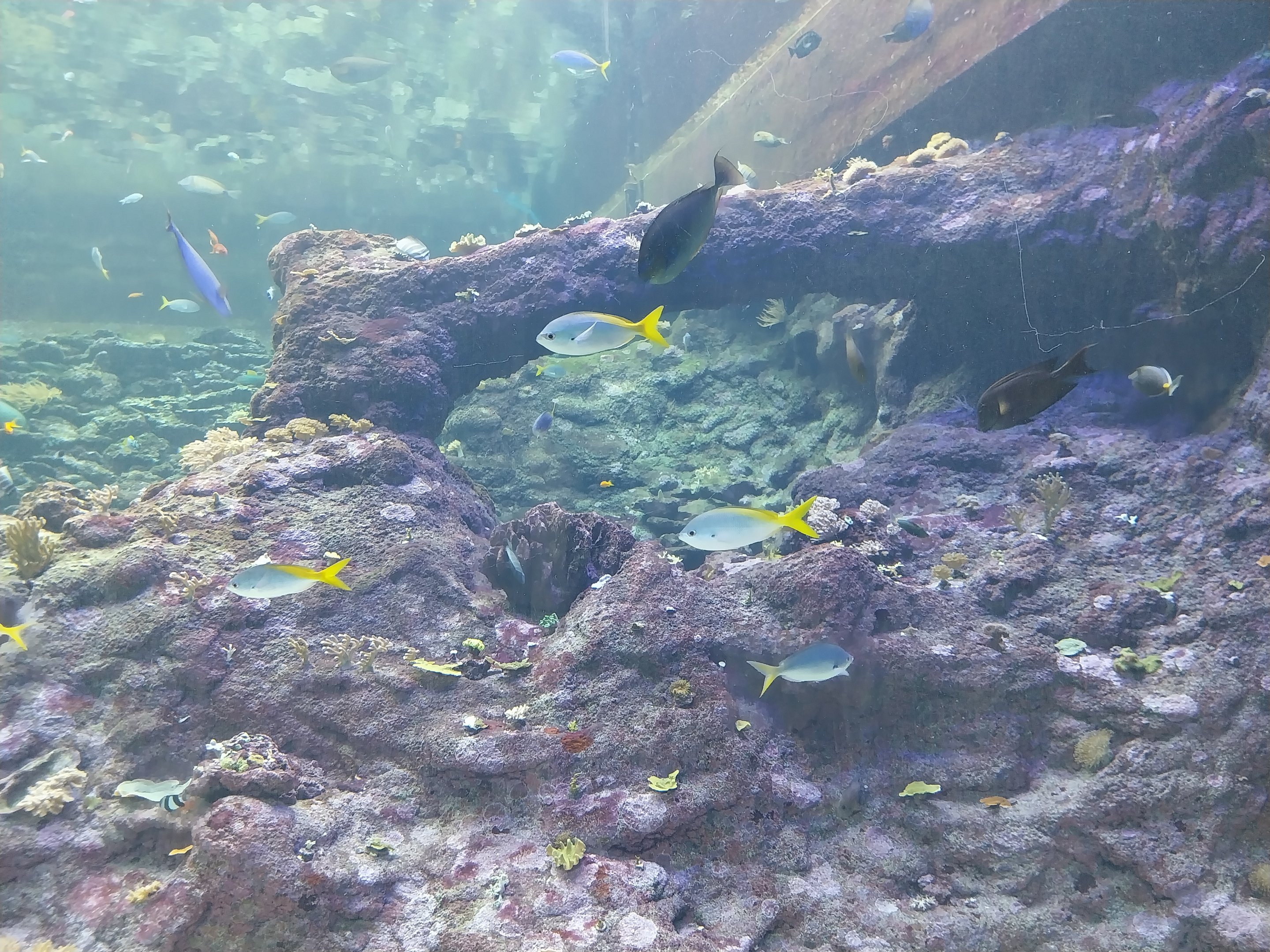 Orientarium - Aquarium - Walk-through tunnel - Reef wall tank