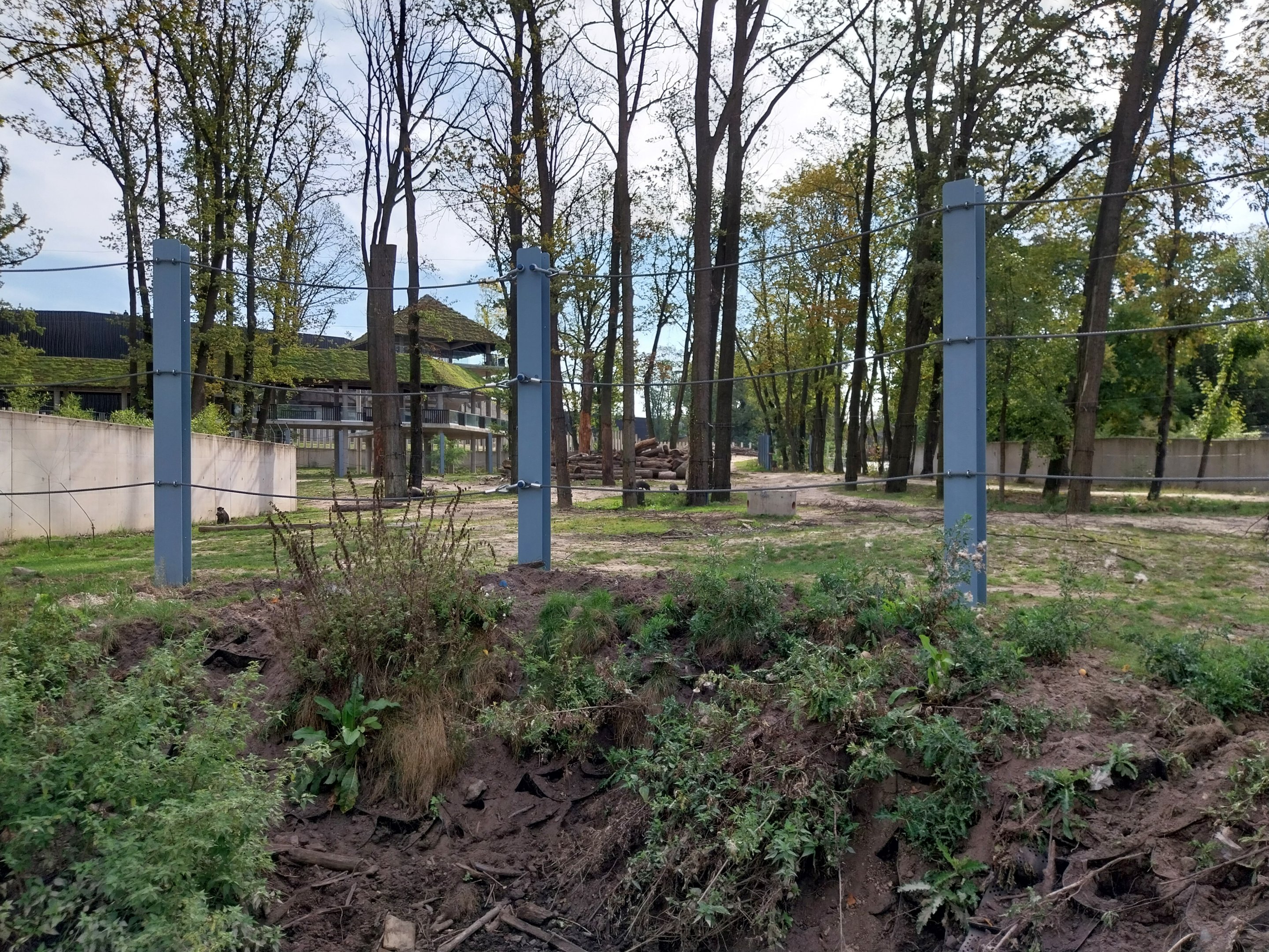 Orientarium - Asiatic Elephant (Elaphas maximus) enclosure with foraging Negros Warty Pig (Sus cebifrons negrinus)