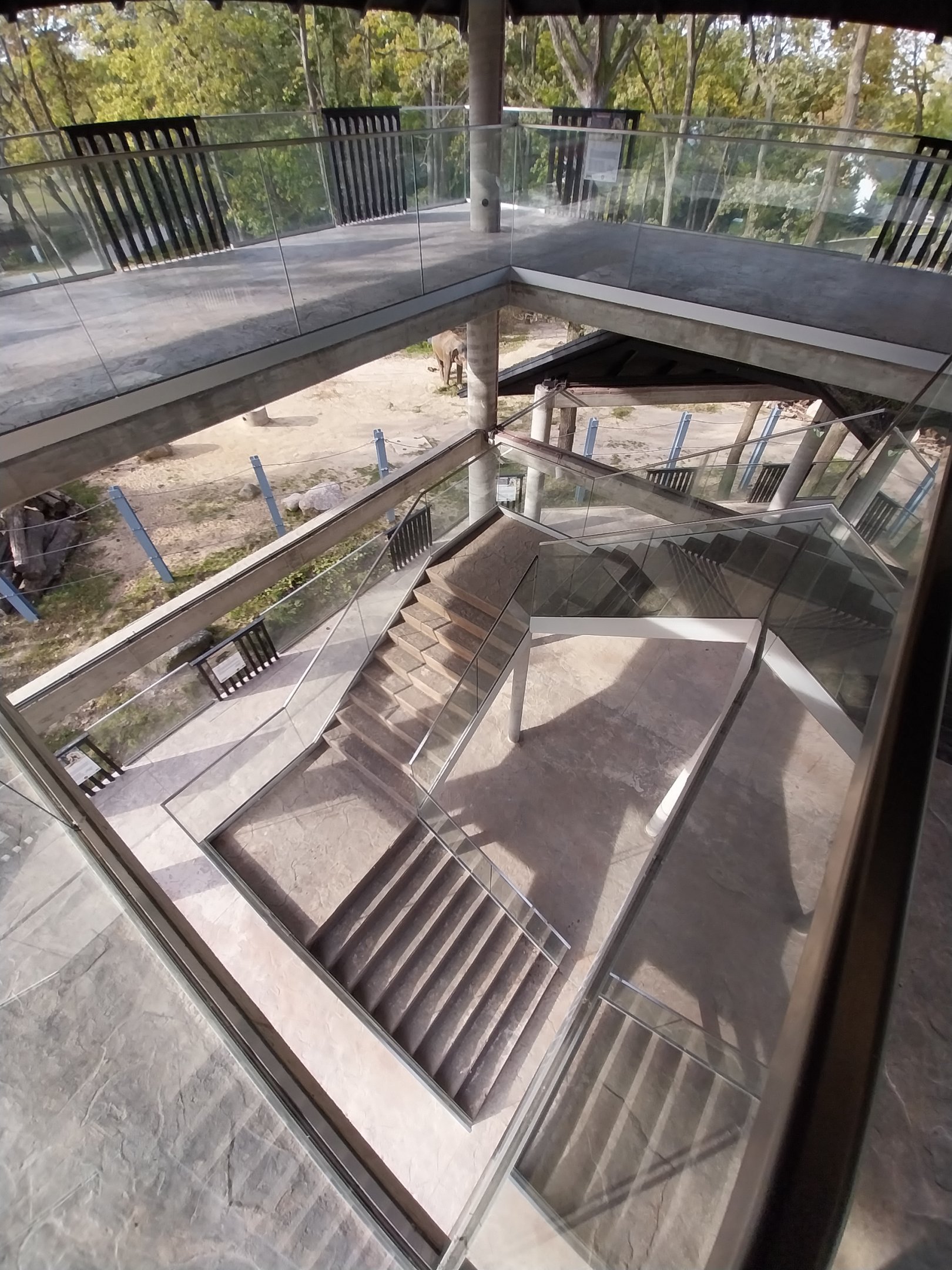 Orientarium - Asiatic Elephant (Elephas maximus) - Elevated walkway