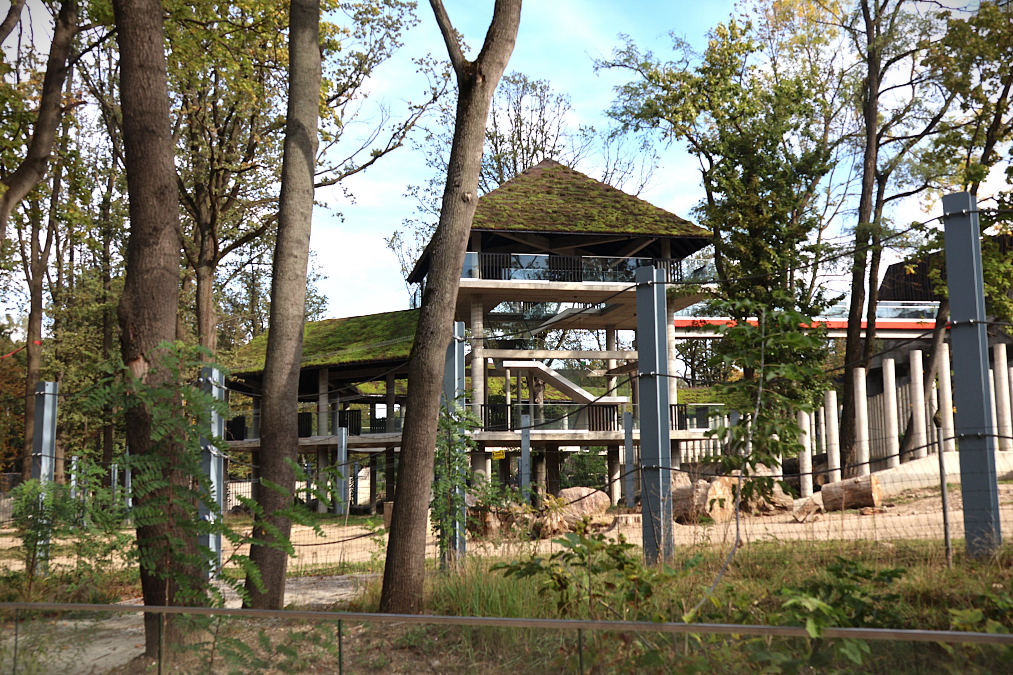 Orientarium - Asiatic Elephant (Elephas maximus) - Elevated walkway