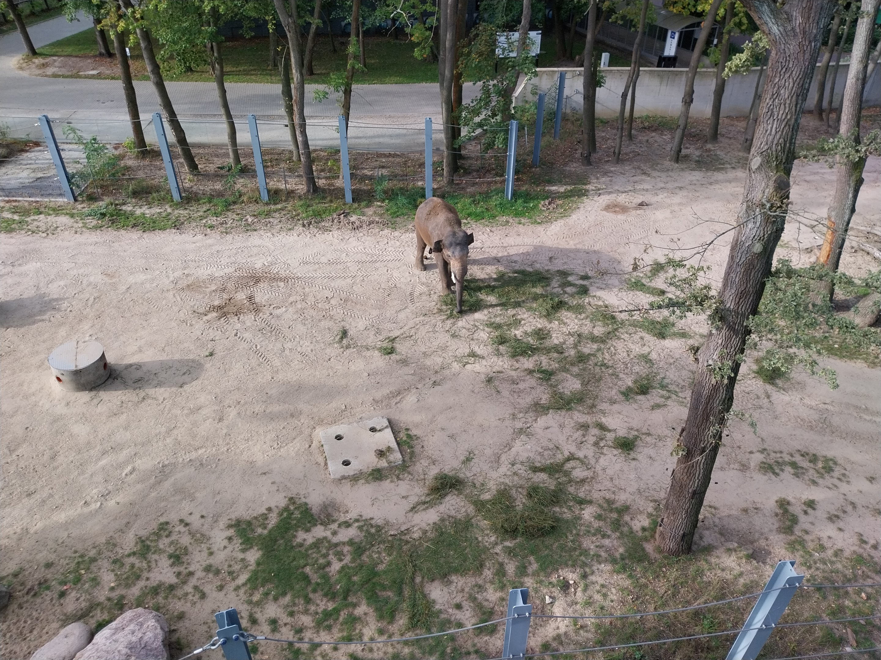Orientarium - Asiatic Elephant (Elephas maximus)