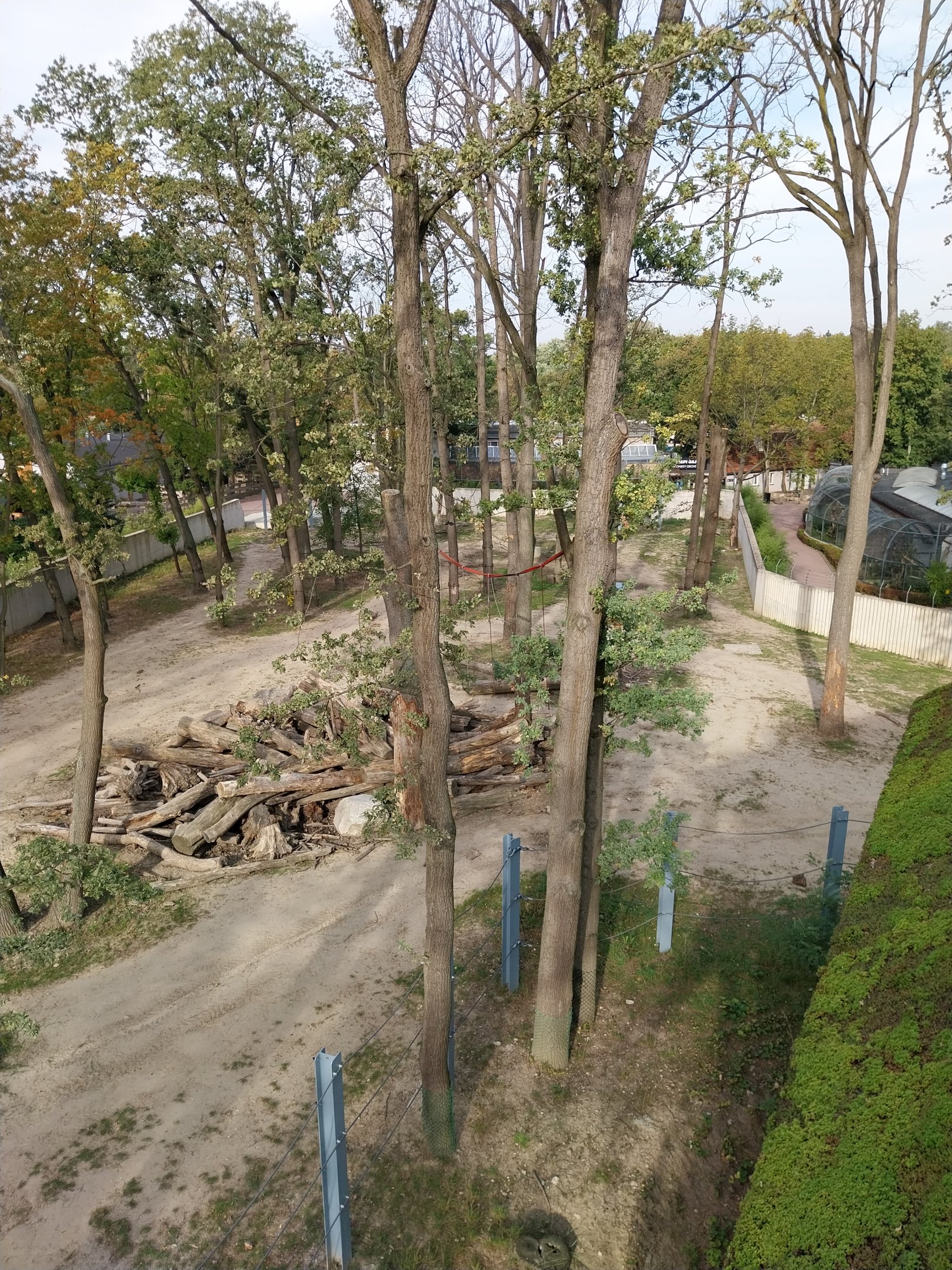 Orientarium - Asiatic Elephant (Elephas maximus)