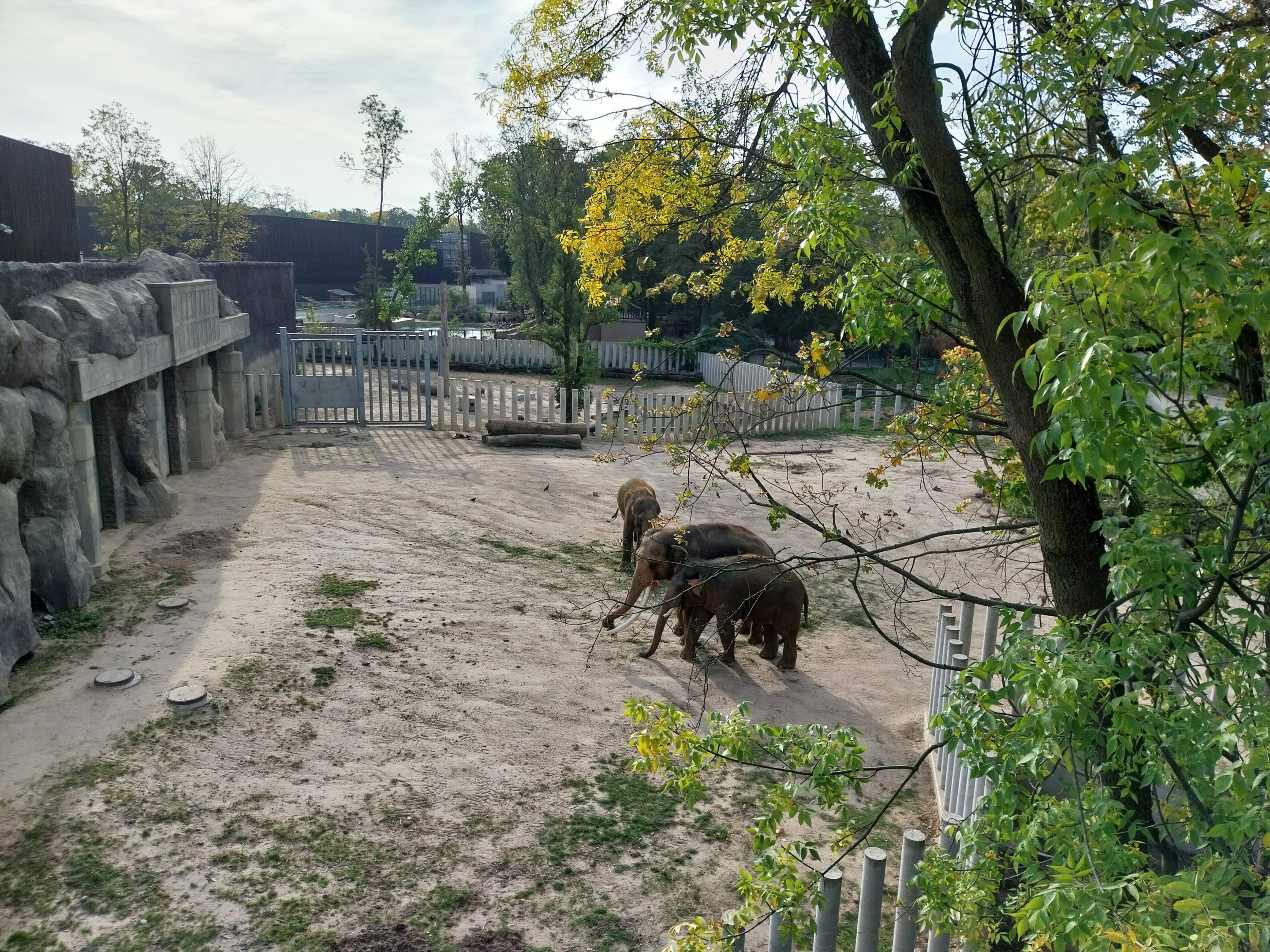 Orientarium - Asiatic Elephant (Elephas maximus)