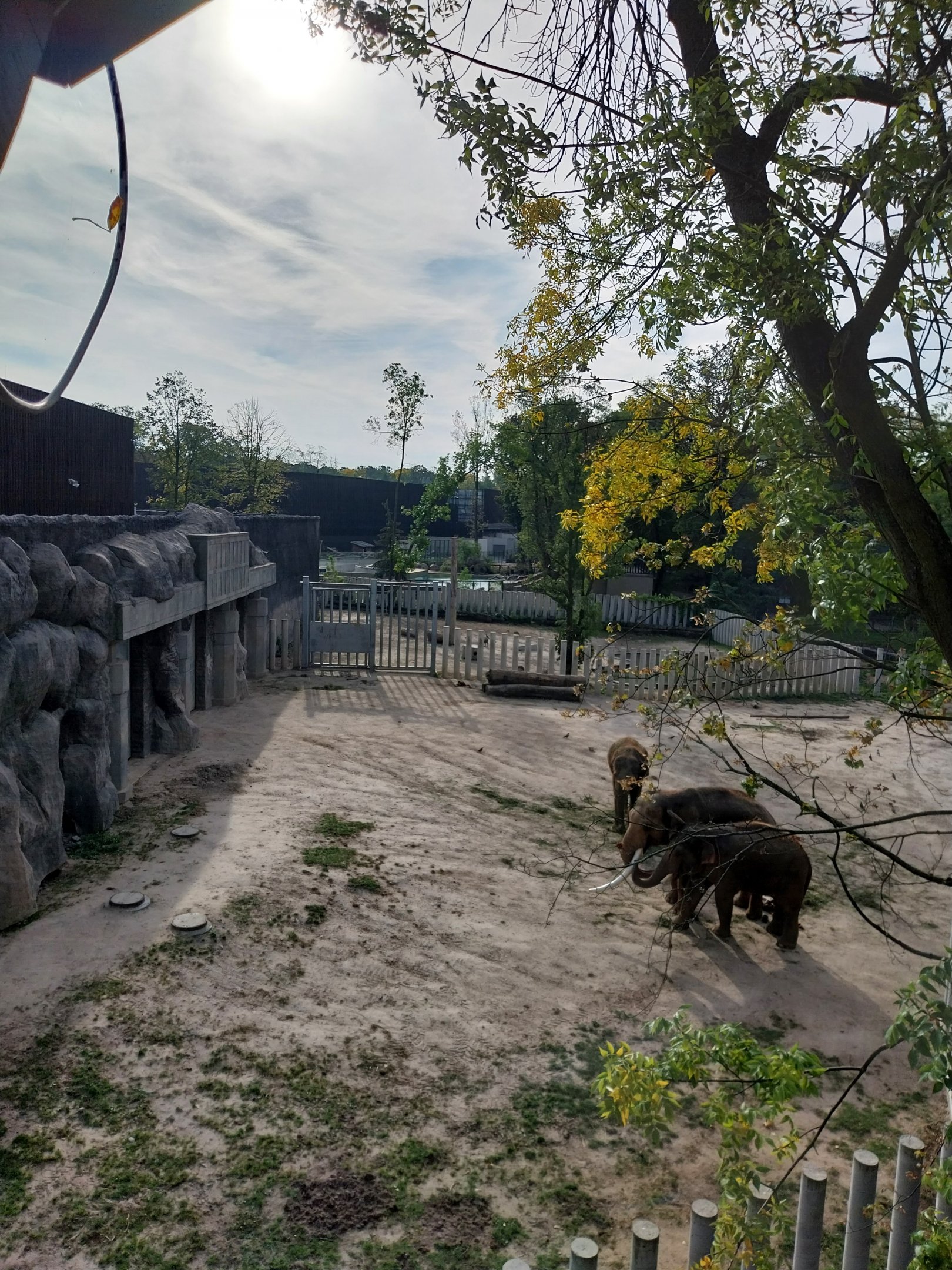 Orientarium - Asiatic Elephant (Elephas maximus)