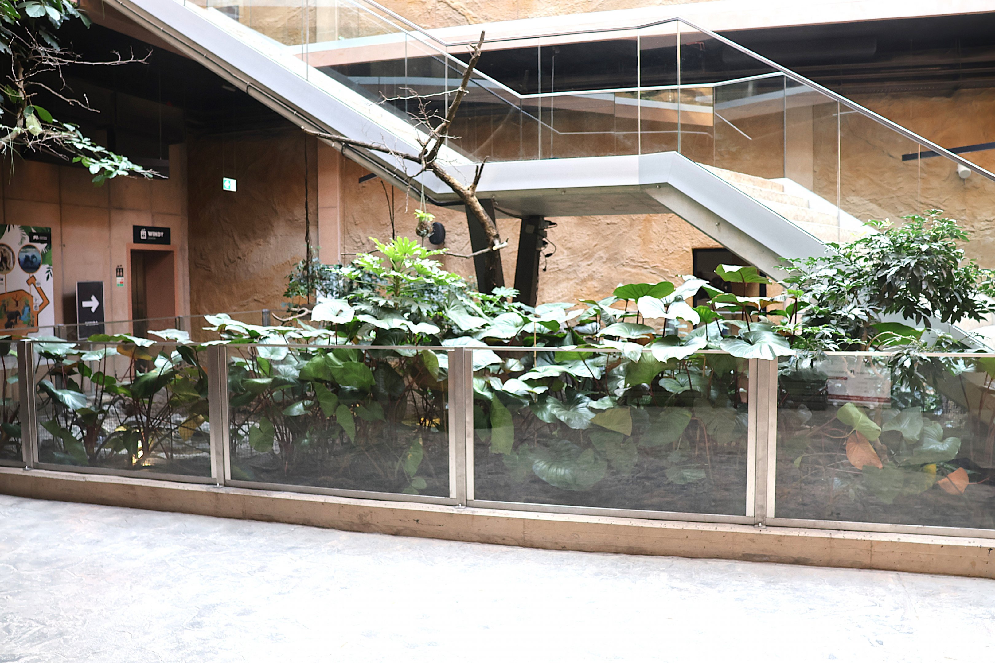 Orientarium - Asiatic Elephant Hall - Brown Tortoise (Manouria emys) enclosure