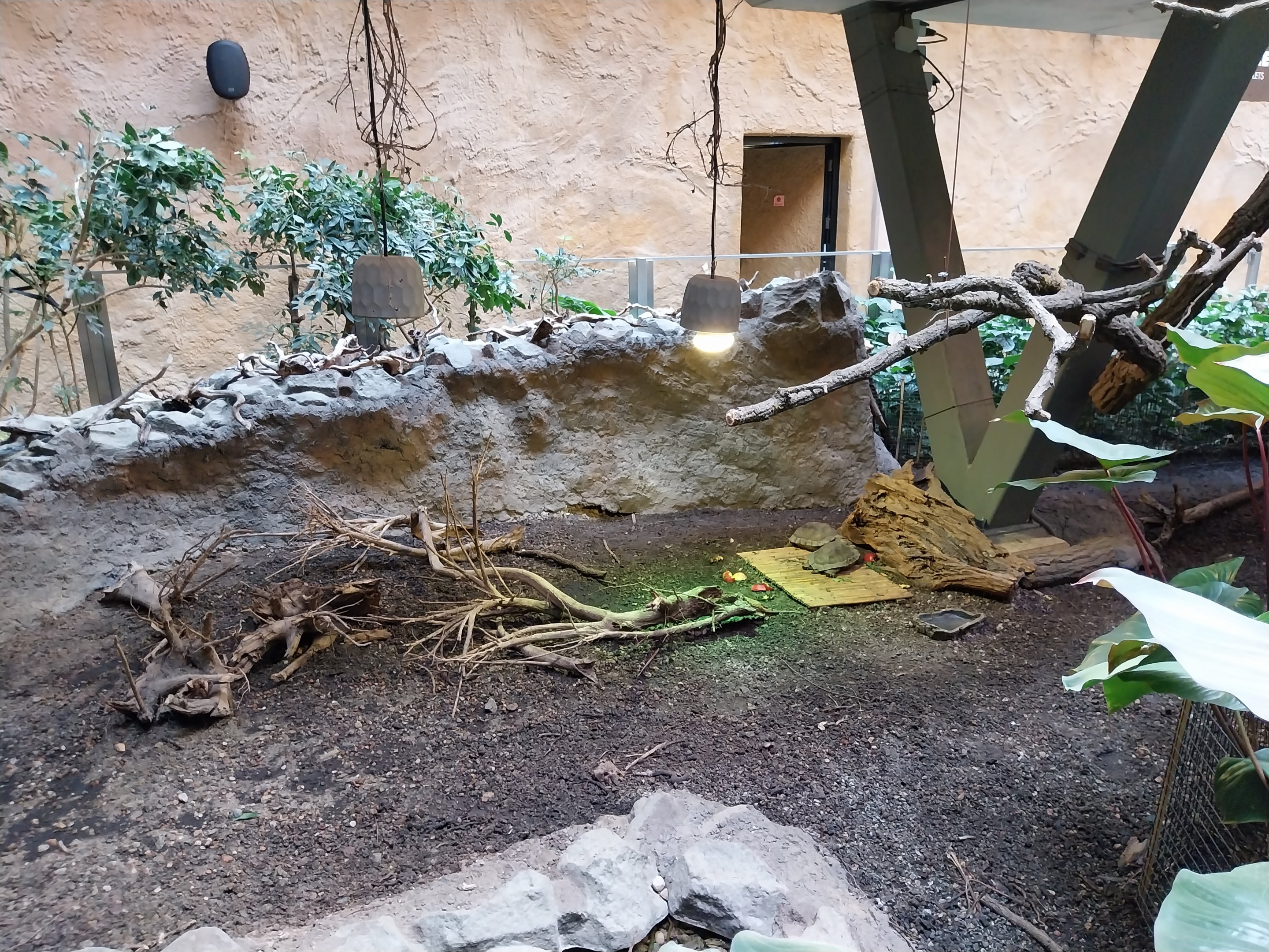 Orientarium - Asiatic Elephant Hall - Brown tortoise (Manouria emys)