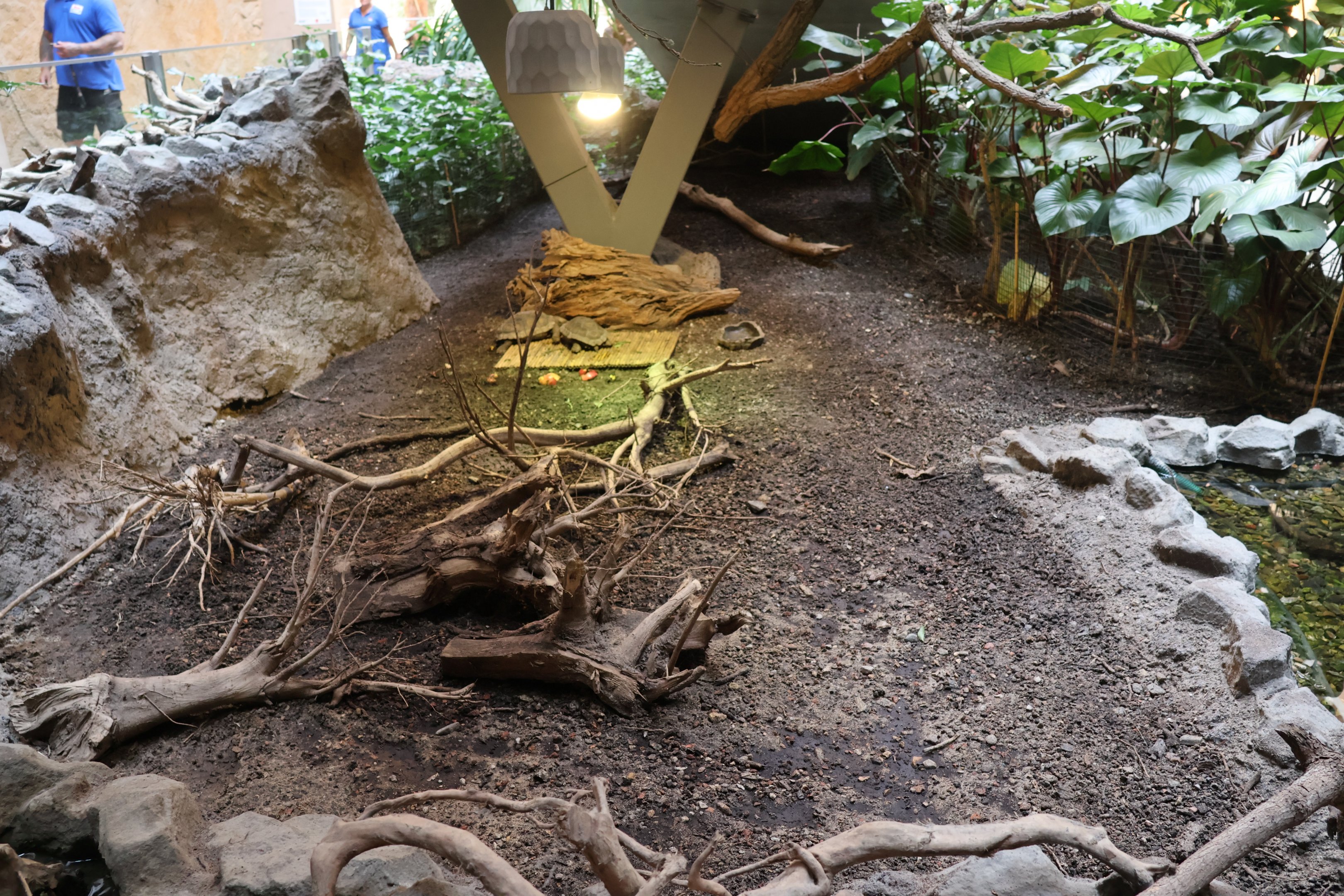 Orientarium - Asiatic Elephant Hall - Brown Tortoise (Manouria emys)