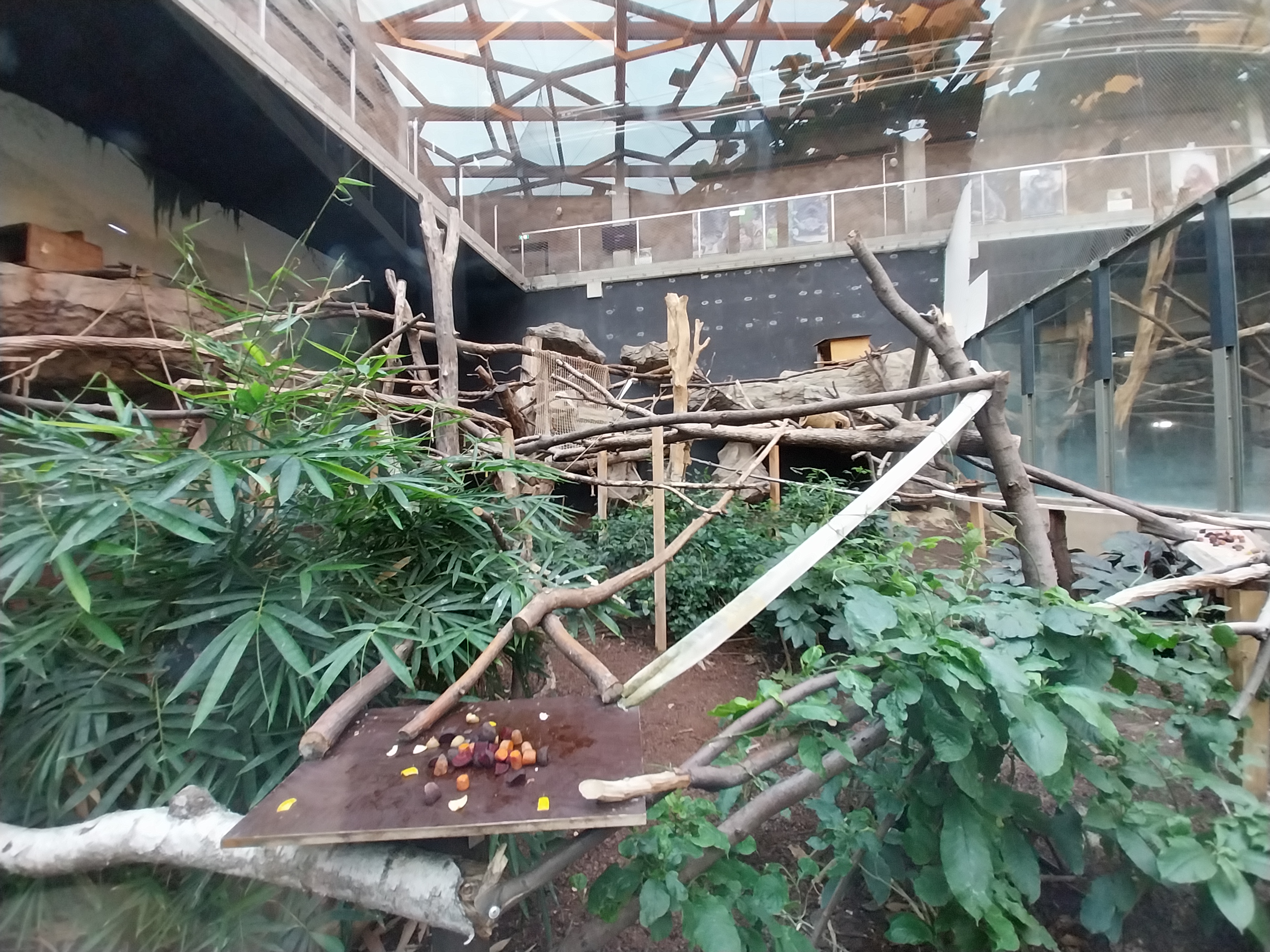 Orientarium - Jungle Hall - Binturong (Arctictis binturong)