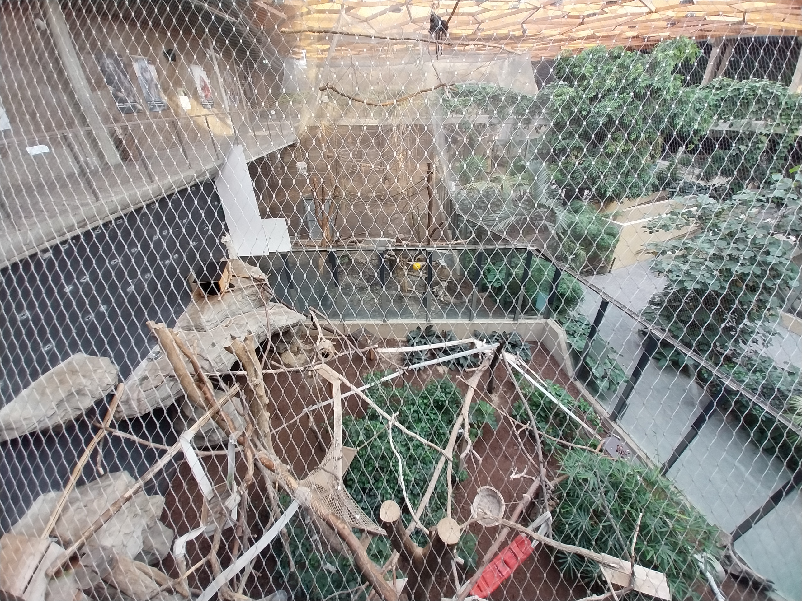 Orientarium - Jungle Hall - Binturong (Arctictis binturong