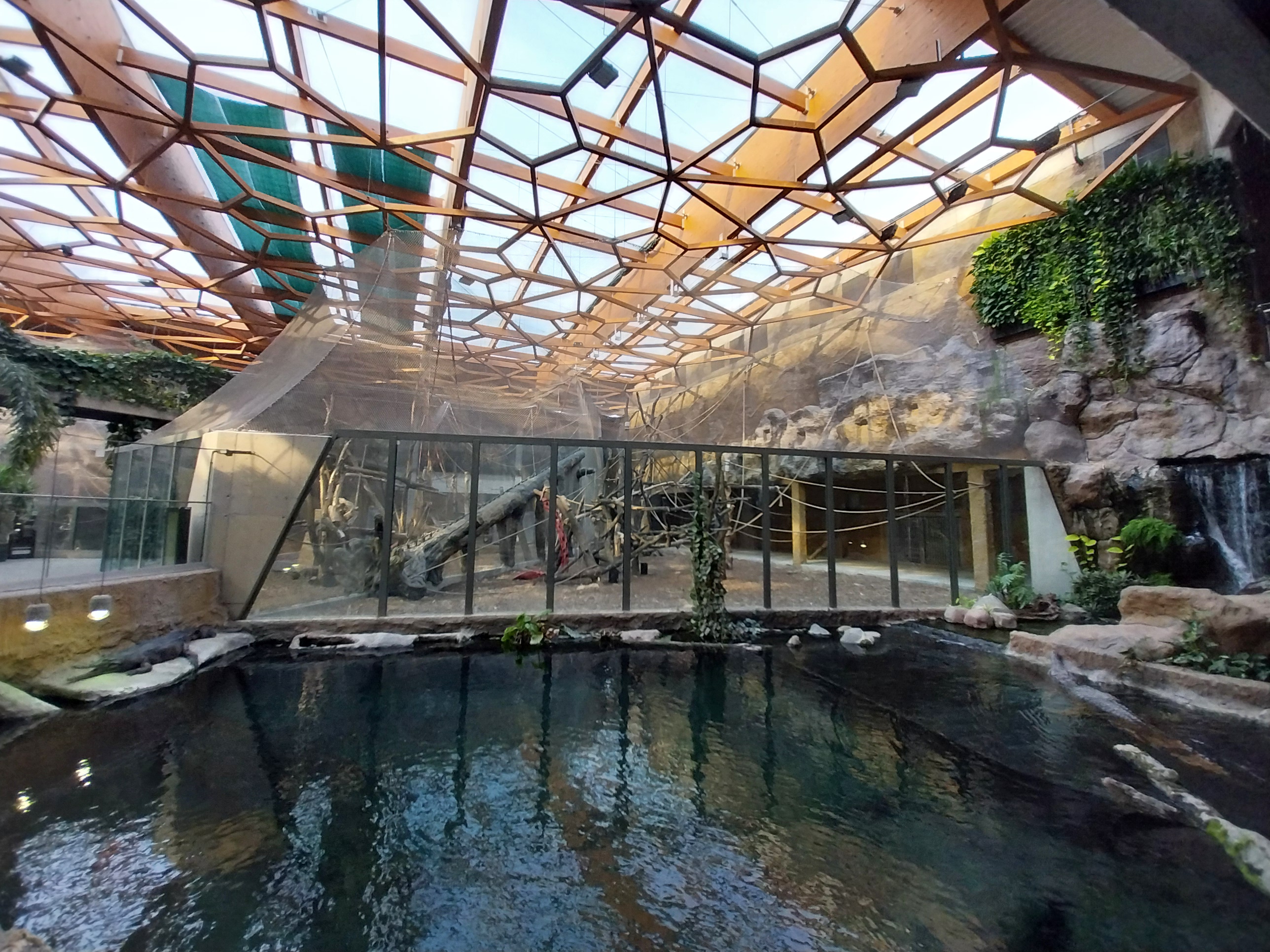 Orientarium - Jungle Hall - False Gharial (Tomistoma schlegelii) - Sumatran Orangutan (Pongo abelii)